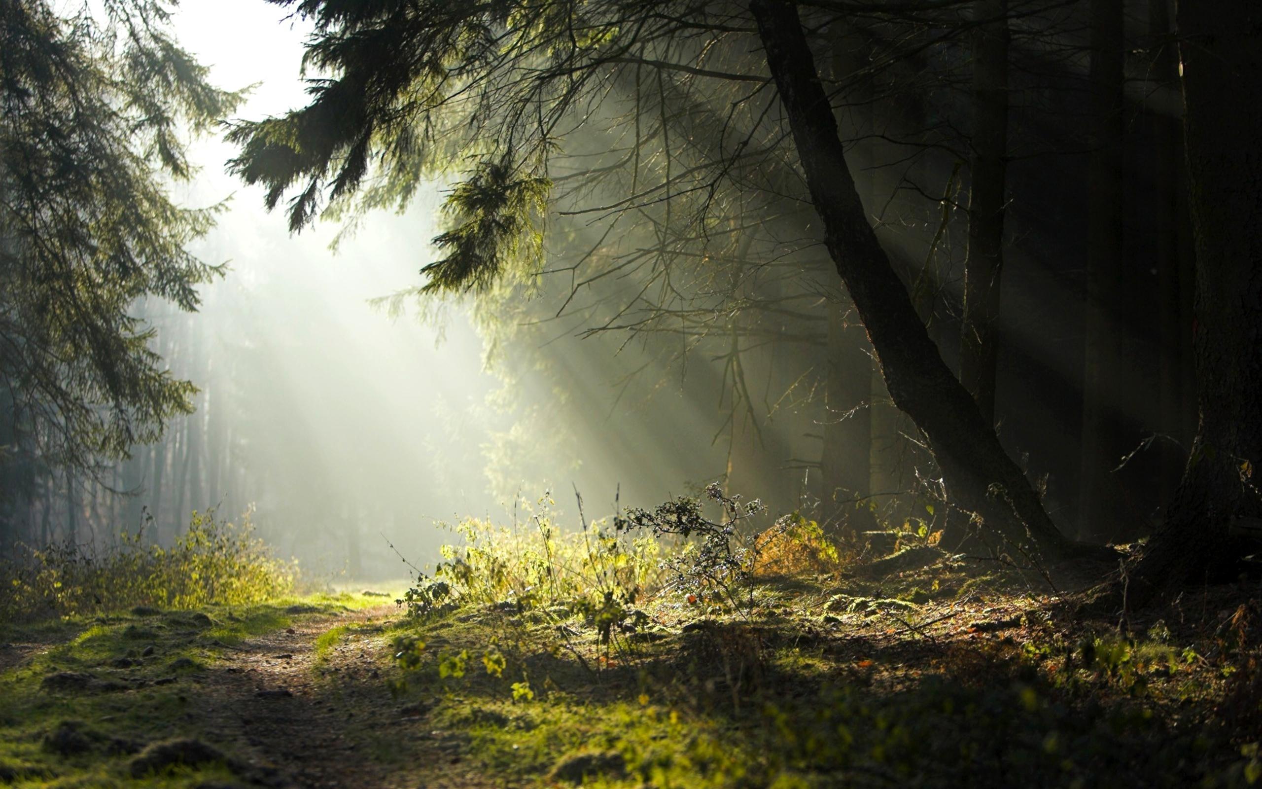 forest trees grass road sun rays wallpaper