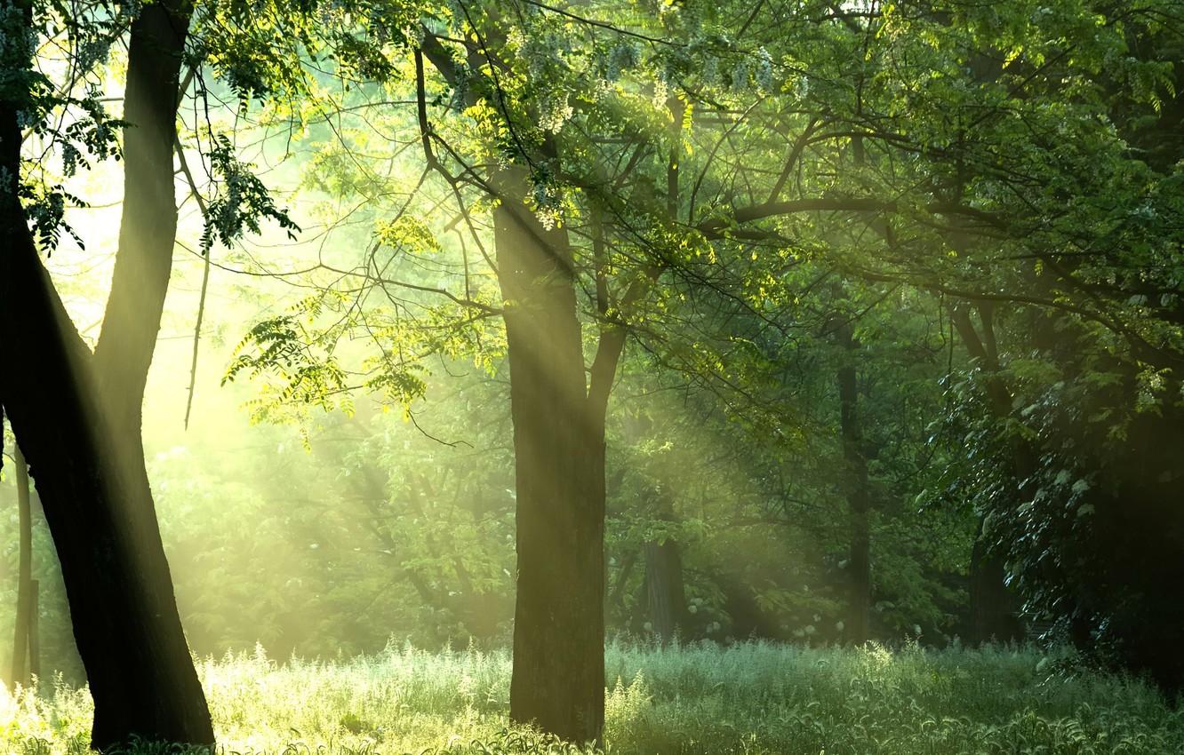 Wallpaper forest, the sun, rays, trees, nature, sunshine, forest, Green trees image for desktop, section природа