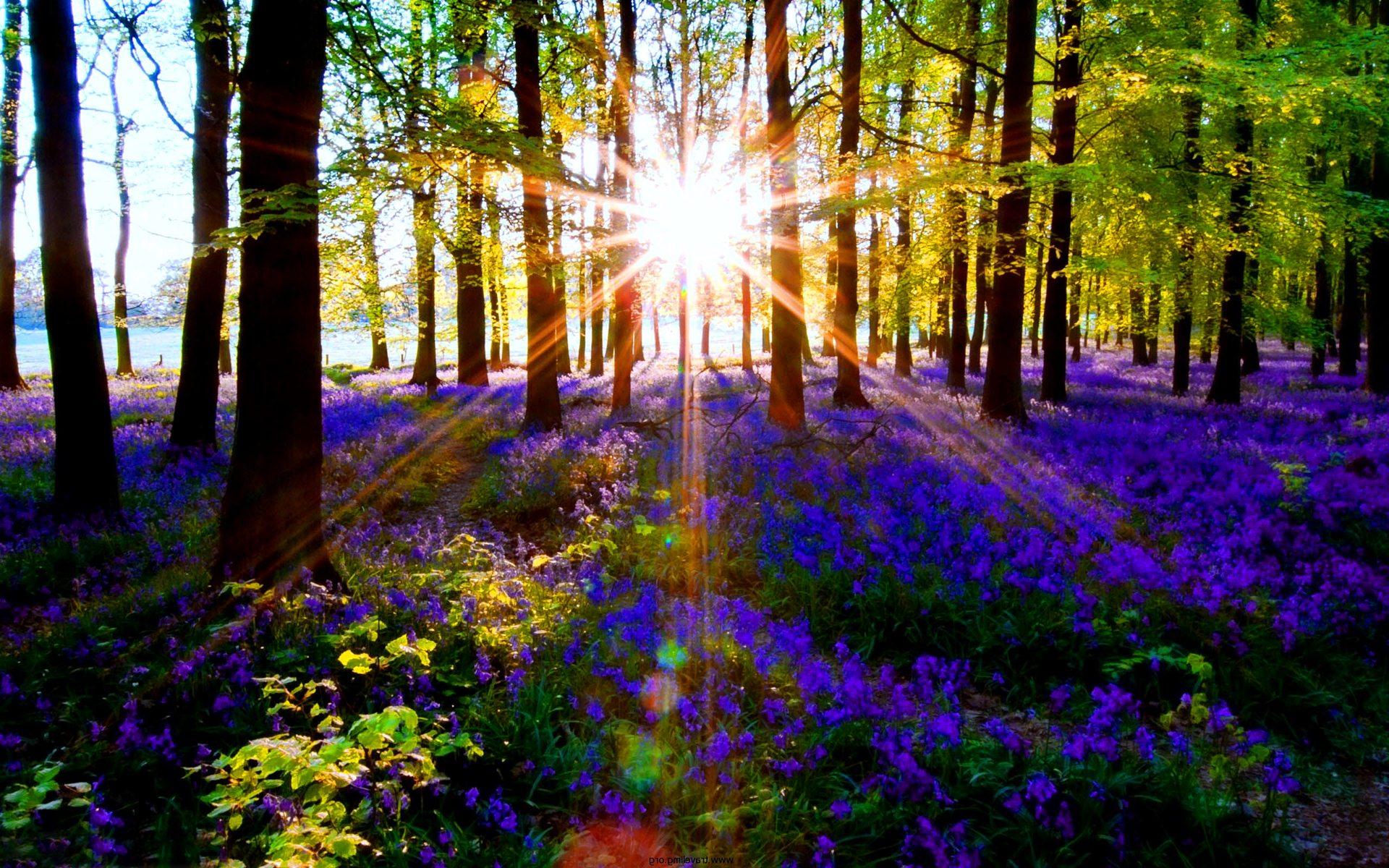 Morning Sun Rays In The Forest Wallpaper - vrogue.co