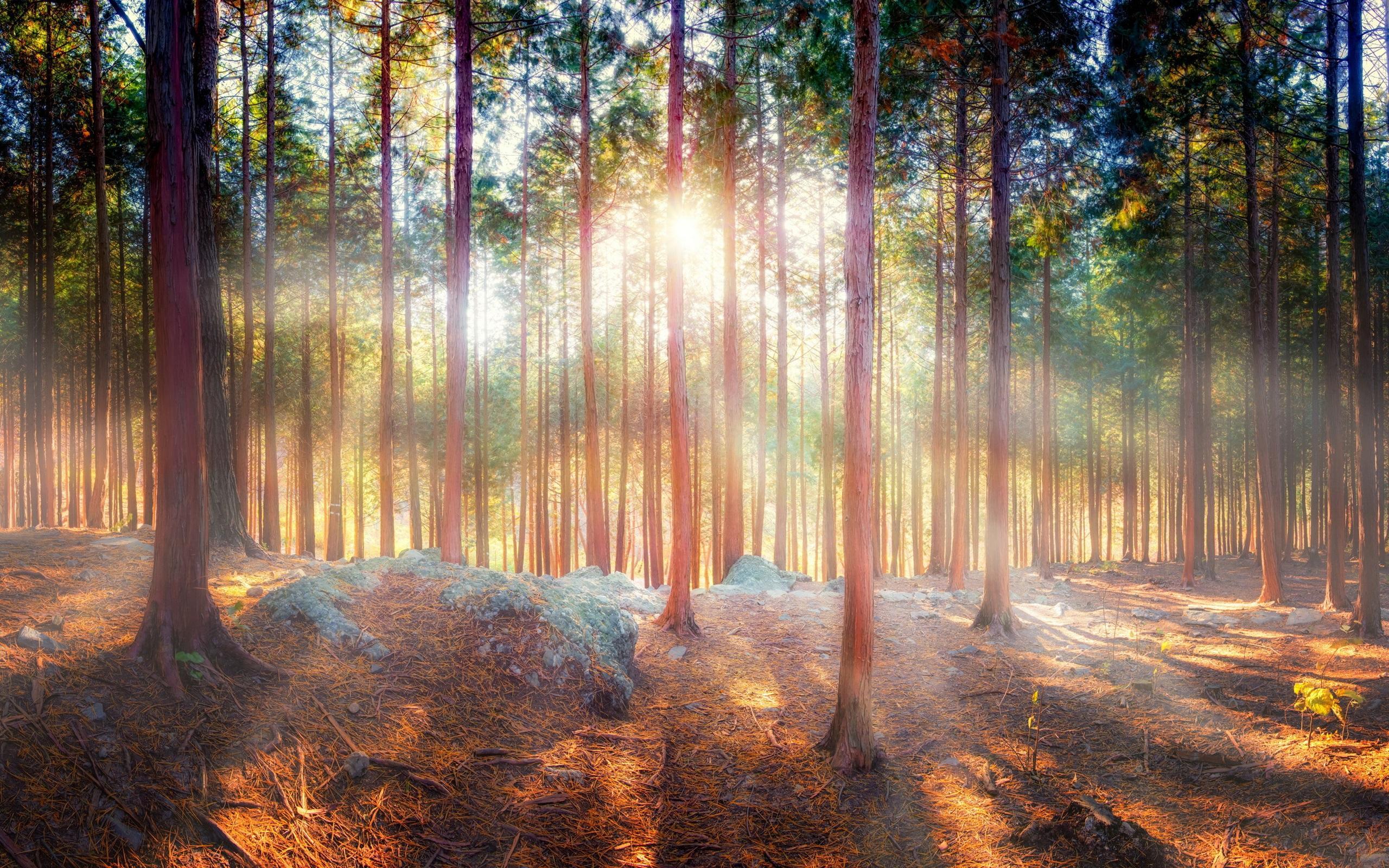 Sun Rays Through Forest Trees Wallpapers Wallpaper Cave