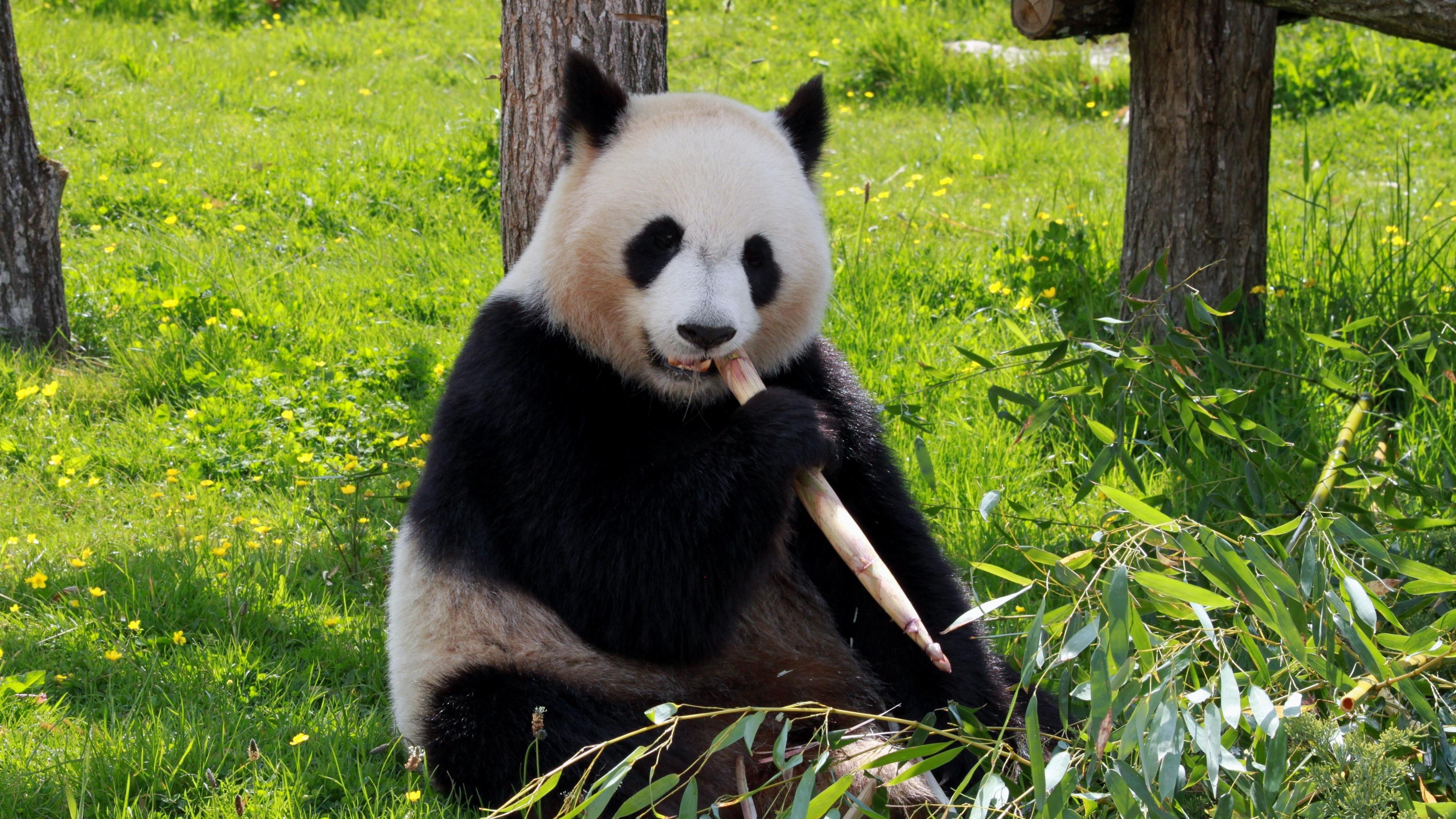 Wallpaper Cute panda eating bamboo 3840x2160 UHD 4K Picture