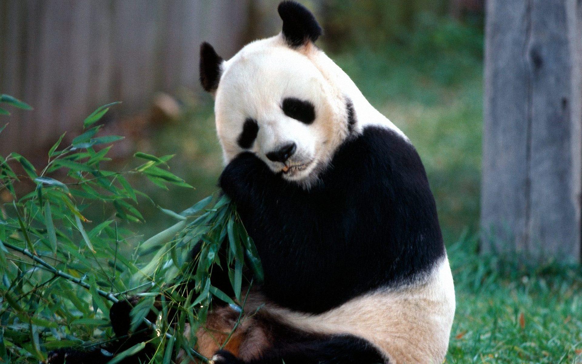 Panda eat bamboo wallpaperx1200