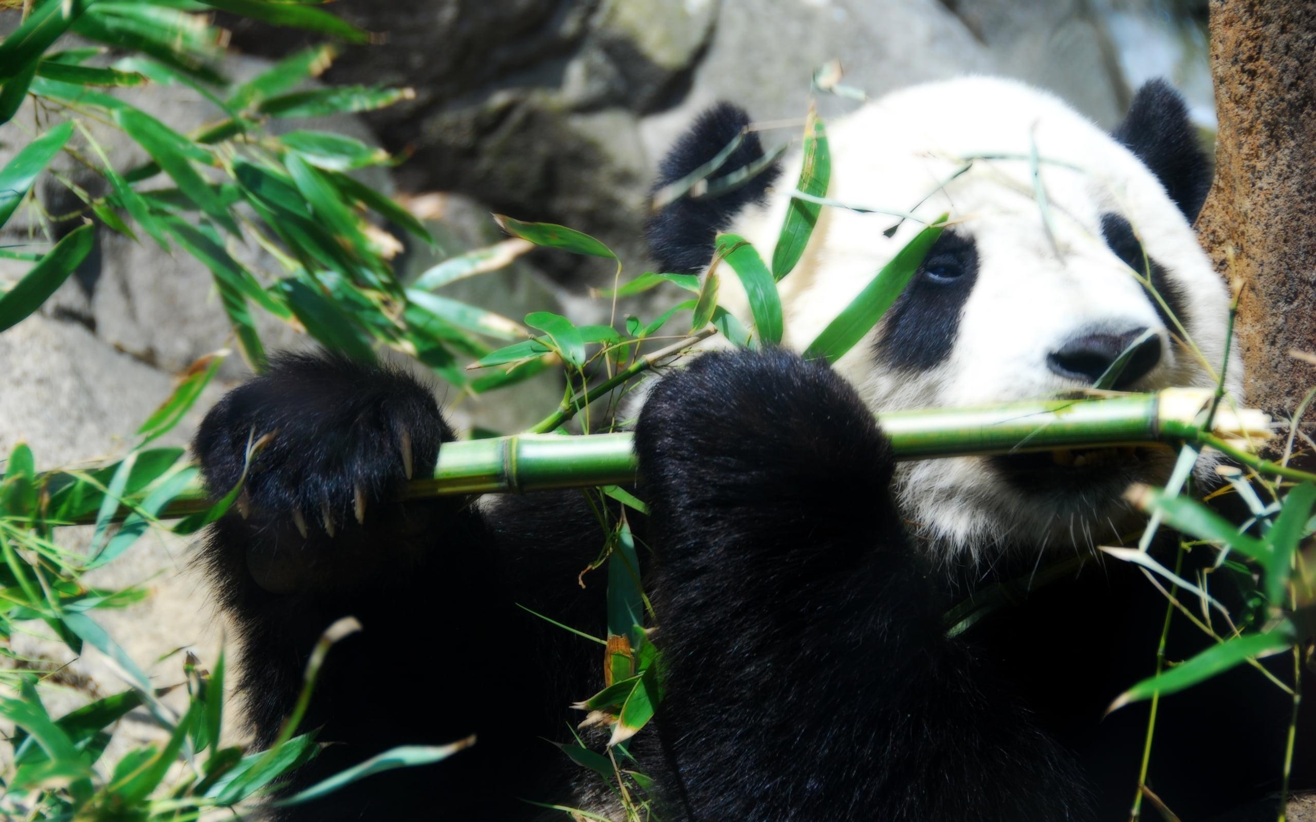 Panda Eating Wallpapers Wallpaper Cave Panda Eating Wallpapers Wallpaper Cave