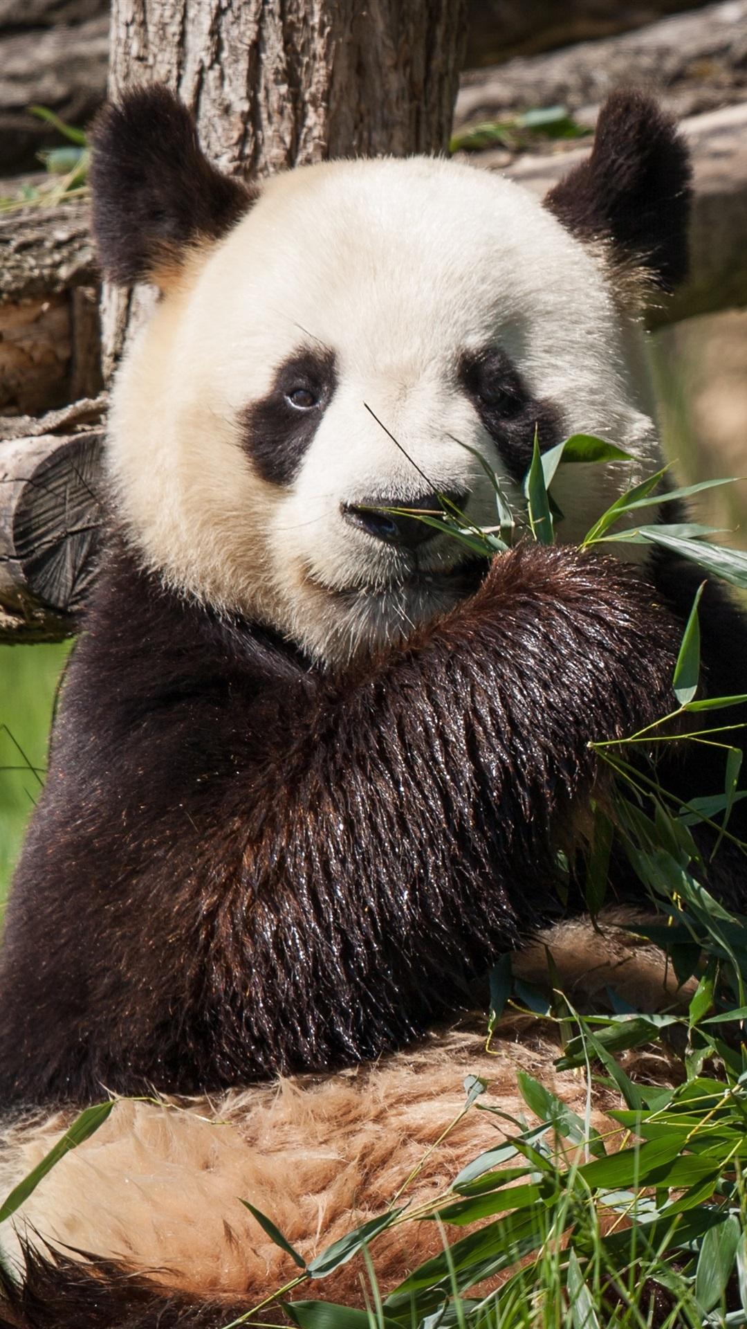 Panda Eat Bamboo 1080x1920 IPhone 8 7 6 6S Plus Wallpaper