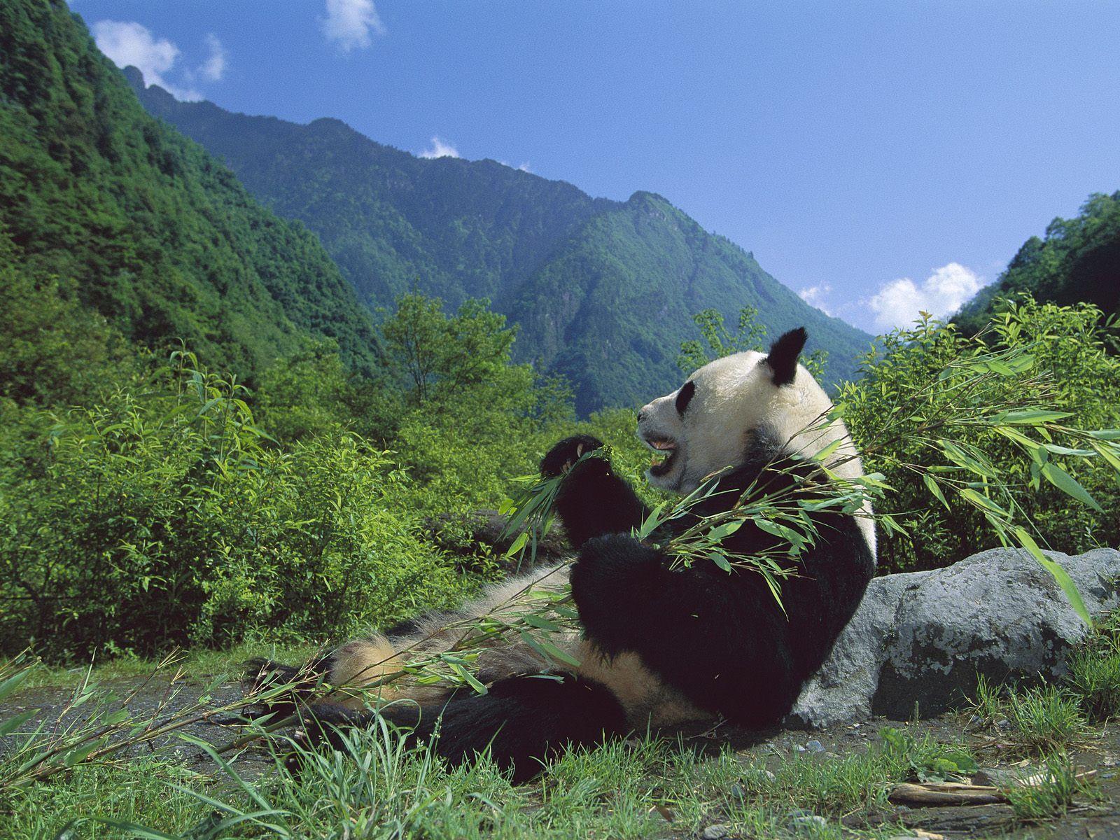 Giant Panda Eating Bamboo, Wolong Nature Reserve, Sichuan