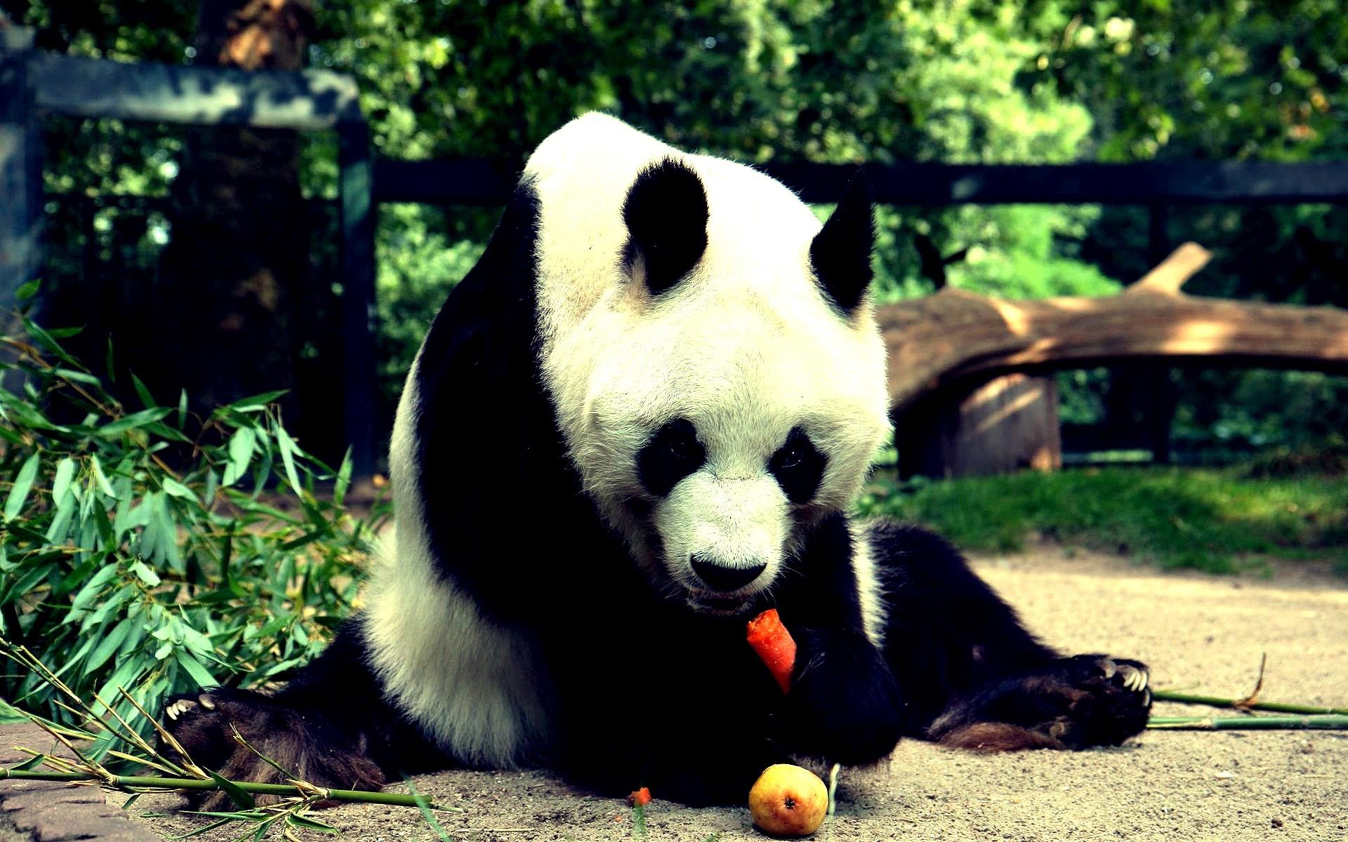 Panda eating Wallpaper