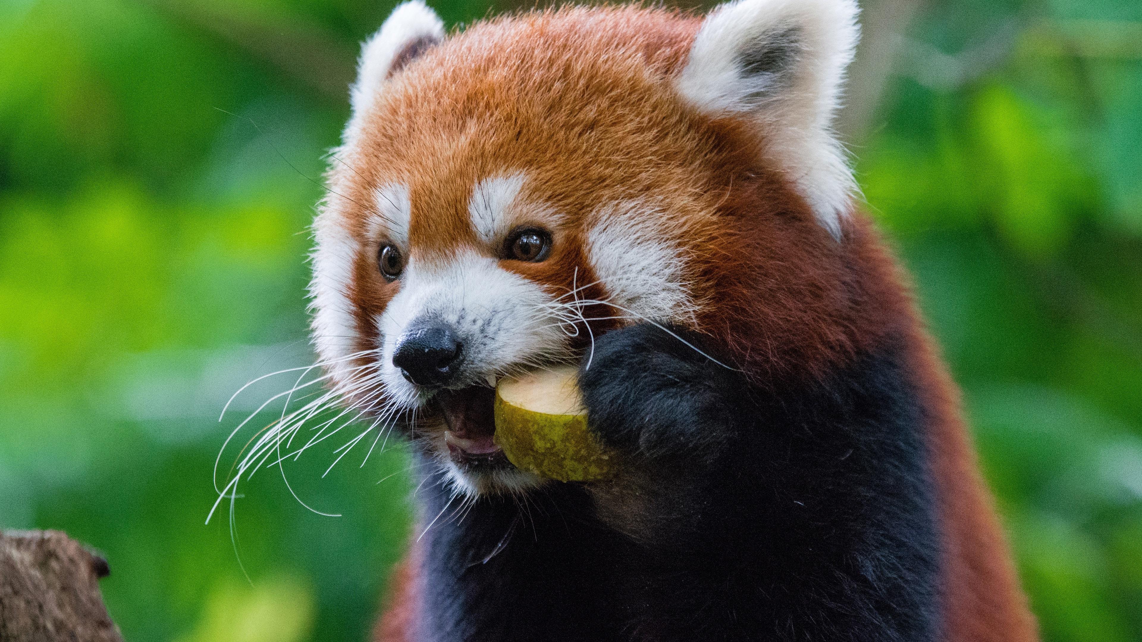Wallpaper Red panda eat fruit 3840x2160 UHD 4K Picture, Image