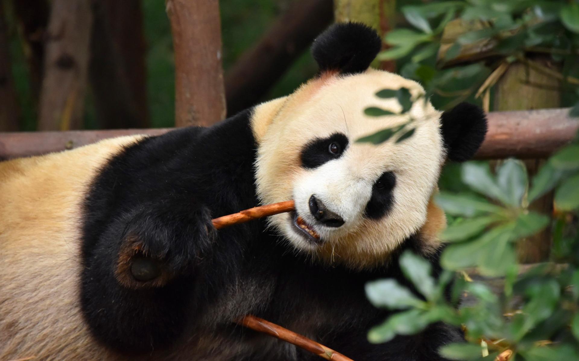 Download wallpaper panda, cute animals, panda eats twigs