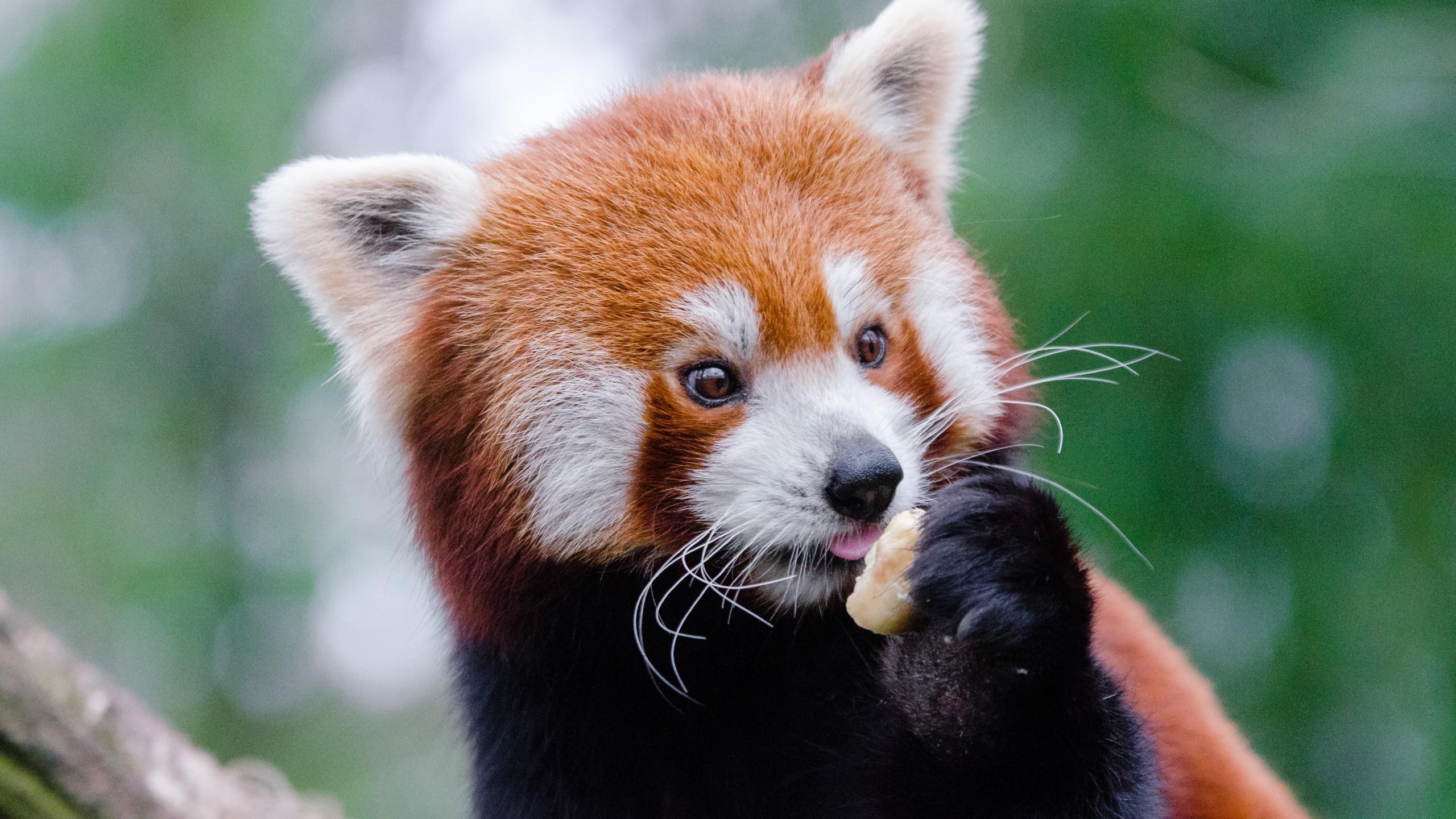 Download 2560x1440 Red Panda, Cute, Eating Wallpaper