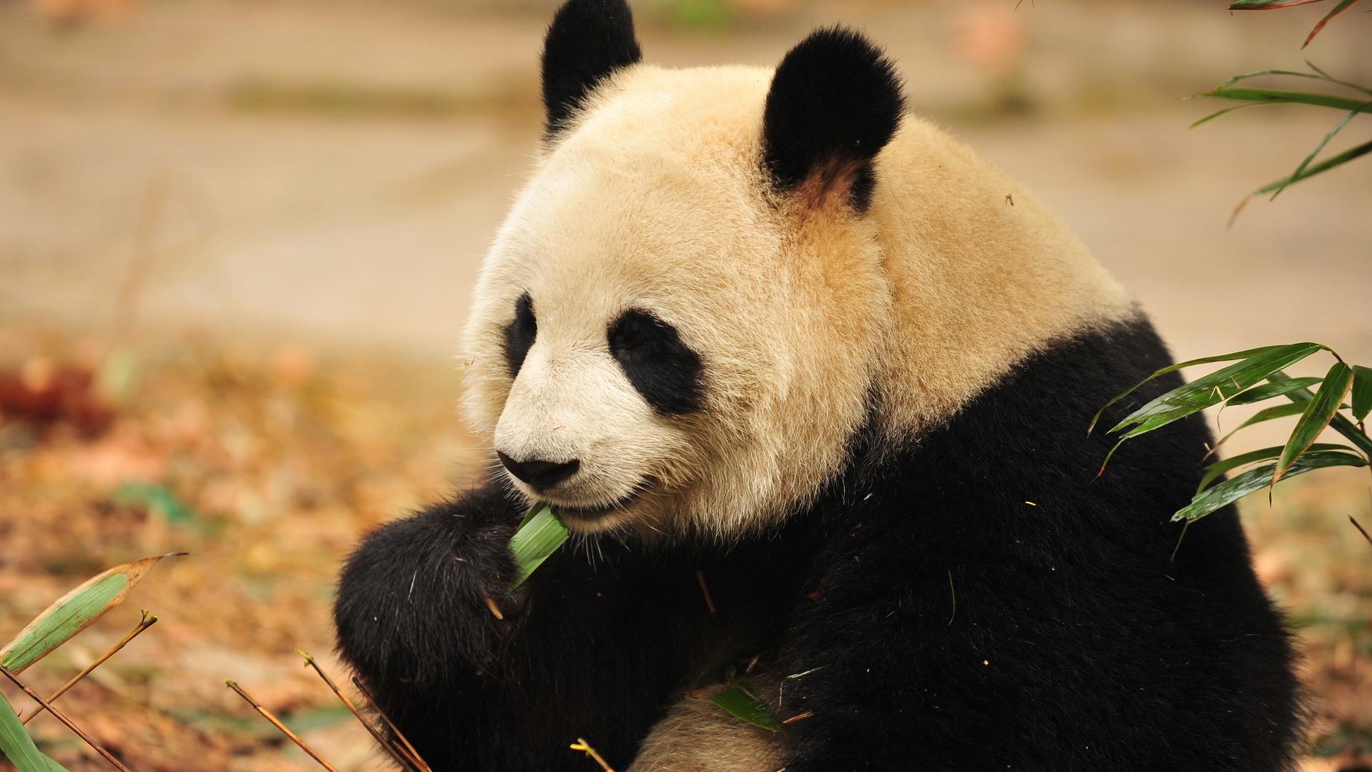 Download Wallpaper Panda eating bamboo leaf (1920x1080)