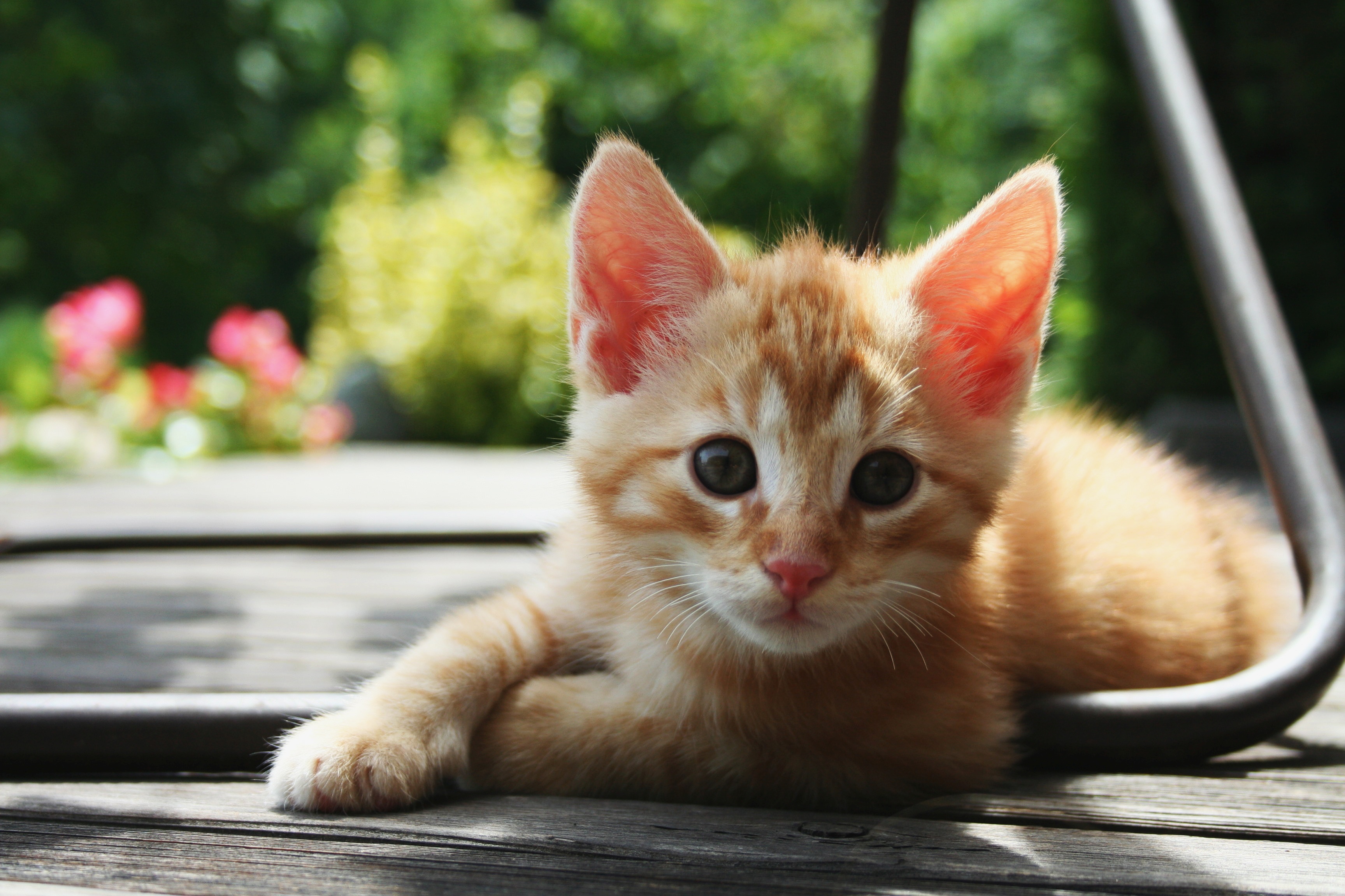 Cute Kitten In Garden Desktop Wallpaper