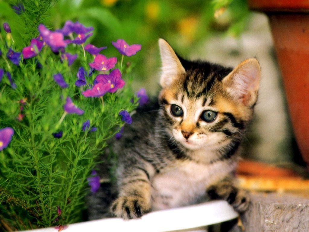 Kittens and Flowers Wallpaper