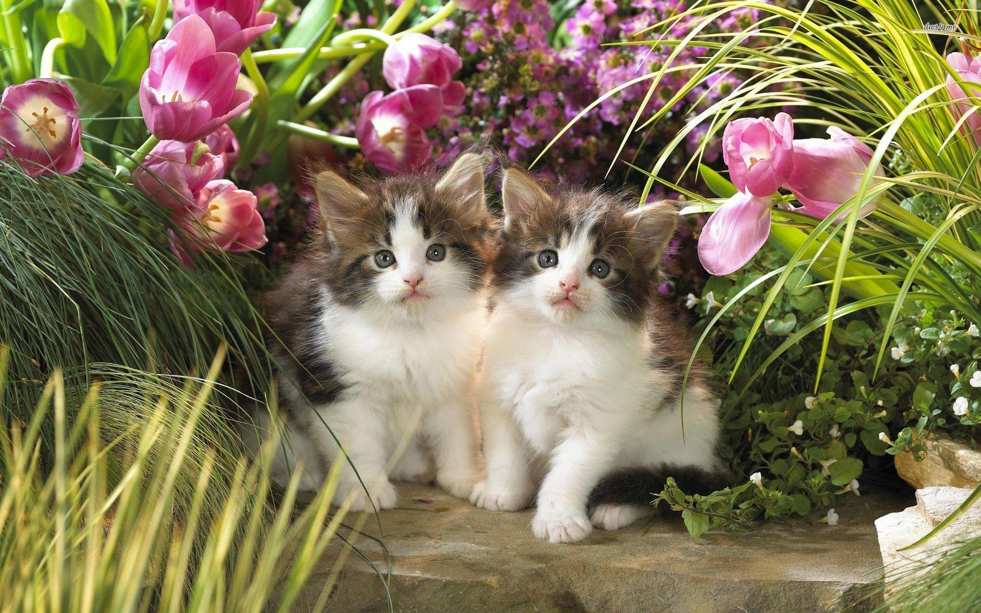 Kittens in the tulip garden HD wallpaper. Cats, Kittens cutest, Beautiful cats