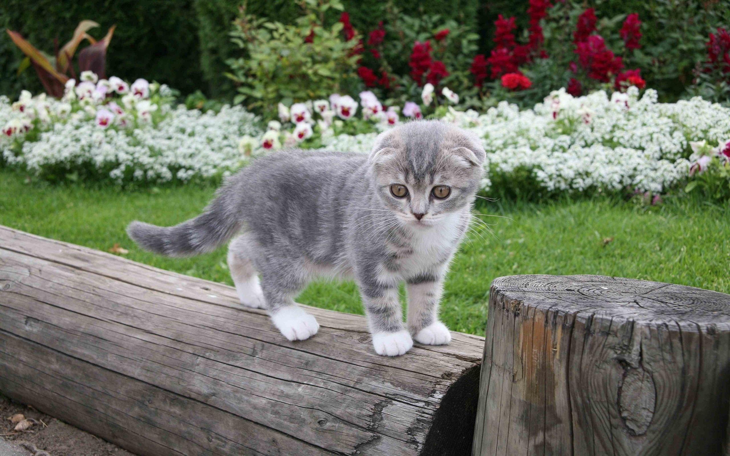 Cute Kitten In The Garden HD desktop wallpaper, Widescreen