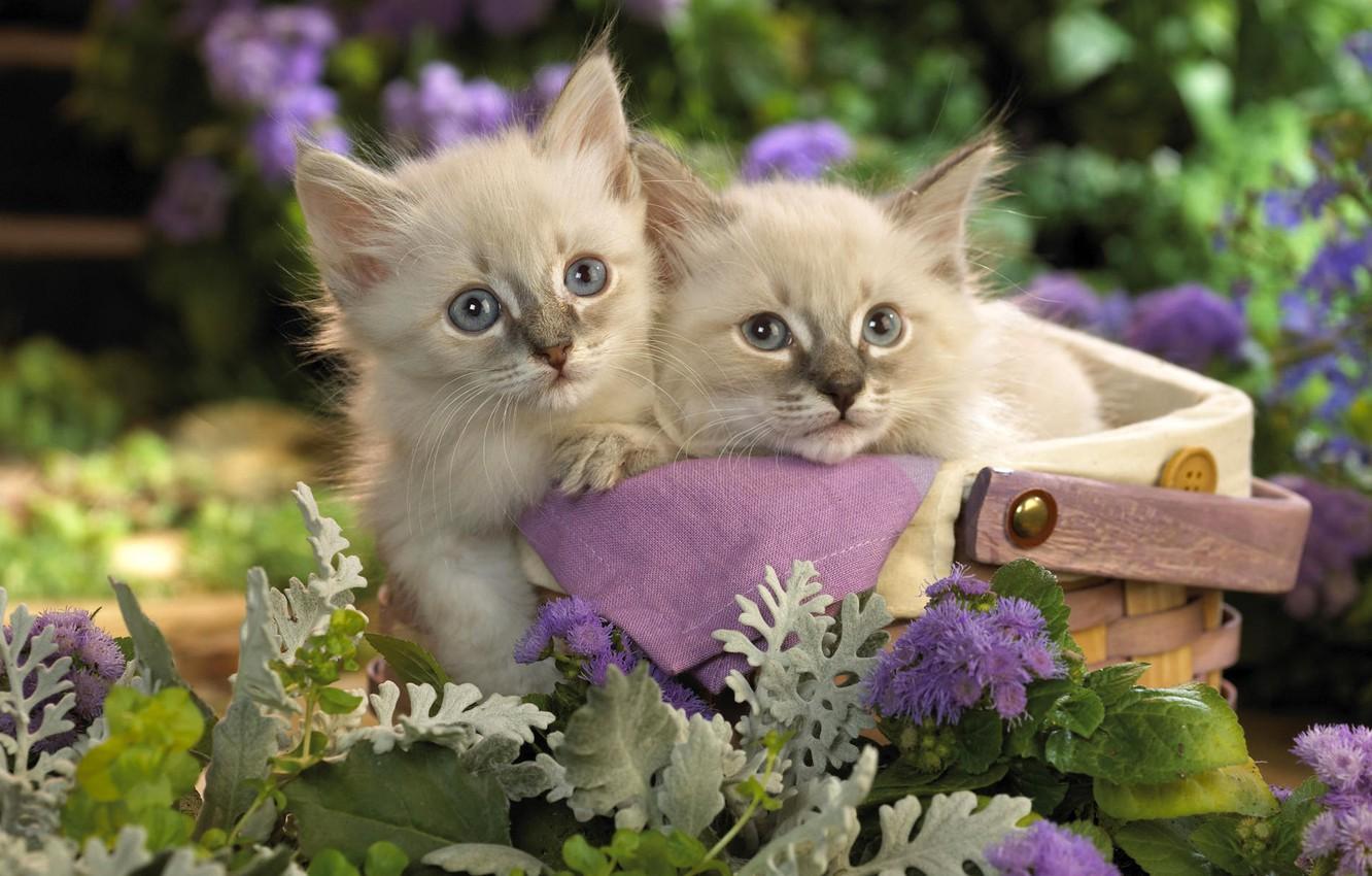 Wallpaper cats, flowers, kitty, basket, garden, pair