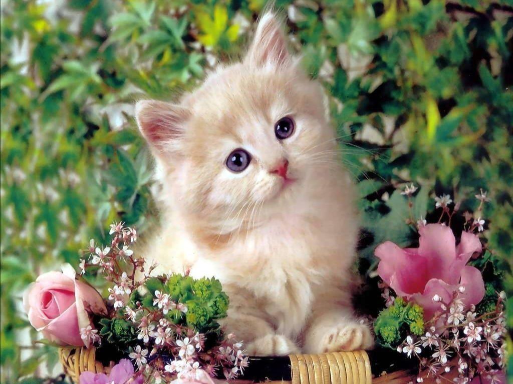 zwierzaki. Cute cat wallpaper, Kittens cutest, Beautiful cats