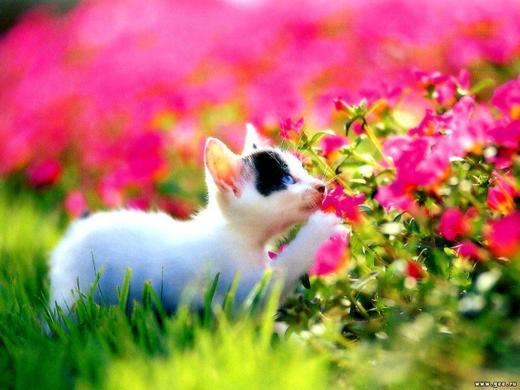 Kitten and Flower Wallpaper