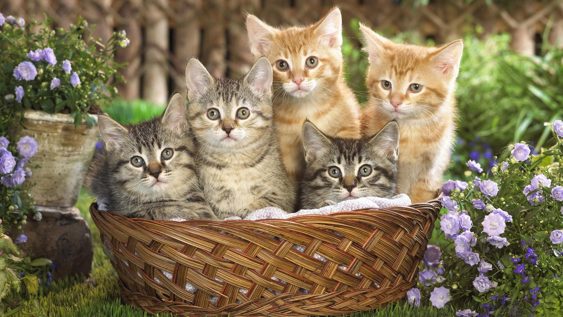 Cute Kitten Desktop Wallpaper