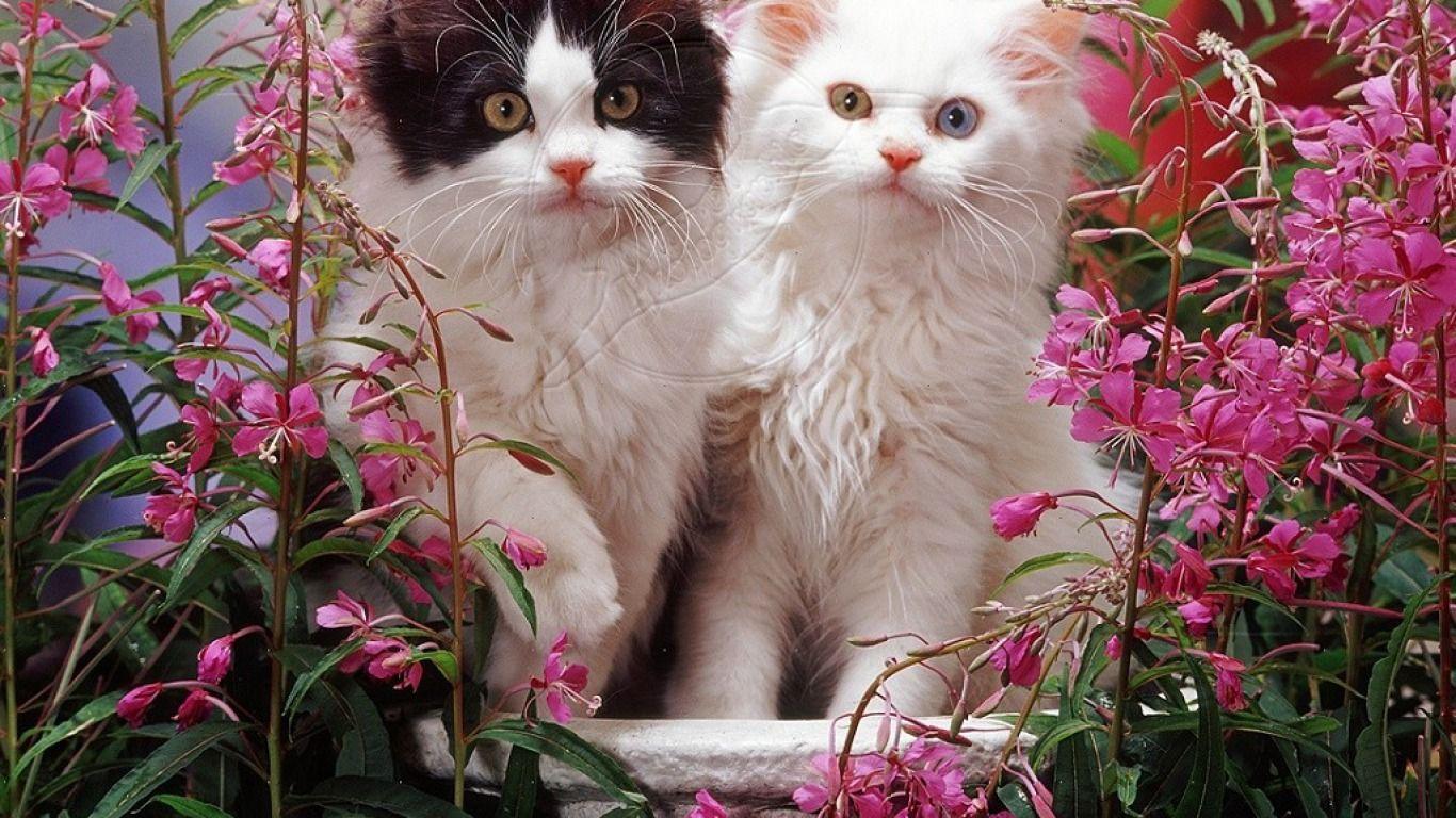 Spring Kittens Desktop Wallpaper. Kitten wallpaper, Pets cats