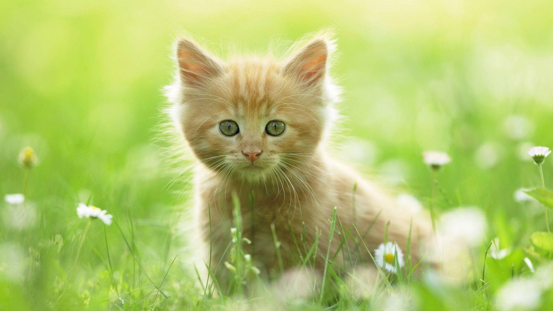 Cute White Brown Kitten in Garden Wallpaper