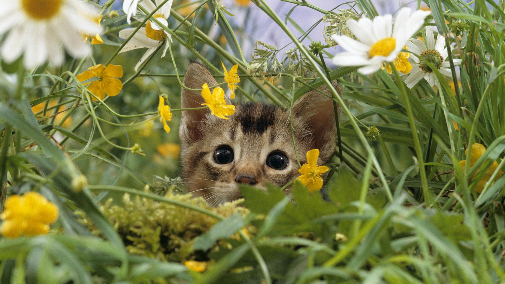 Cute Kitten Desktop Wallpaper