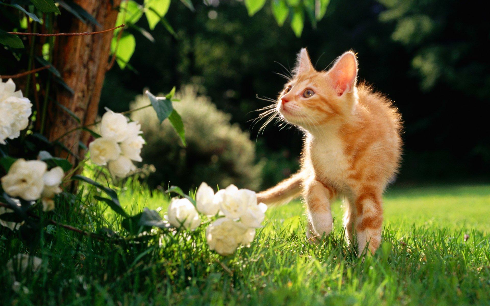 HD Wallpaper: Kitten in Garden