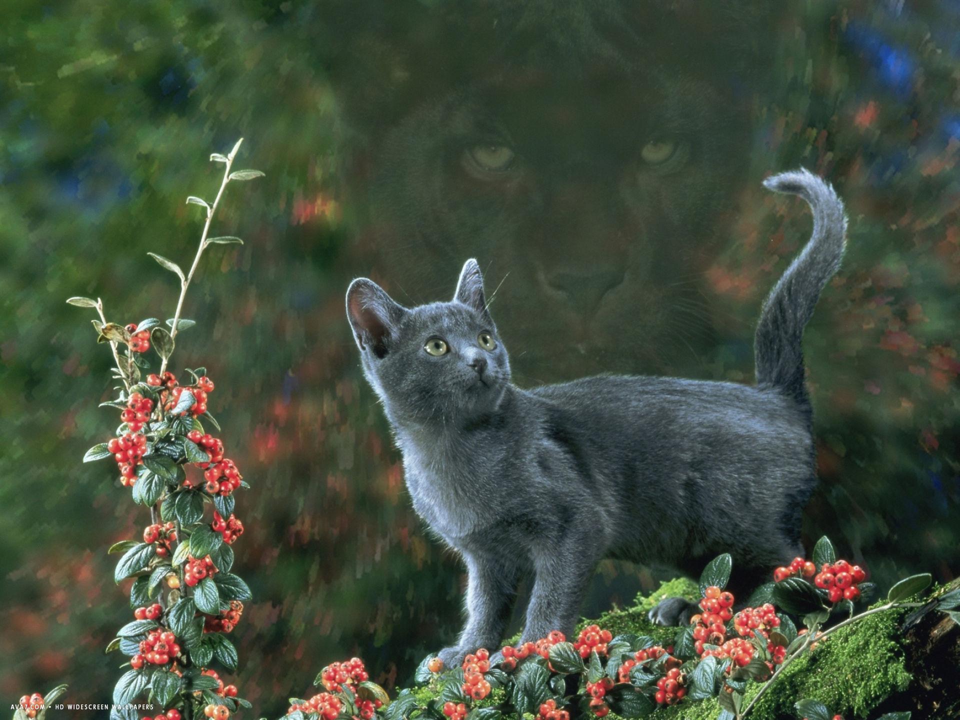 black domestic cat kitten on garden wall with black jaguar leopard shadow in background. domestic cat HD widescreen wallpaper