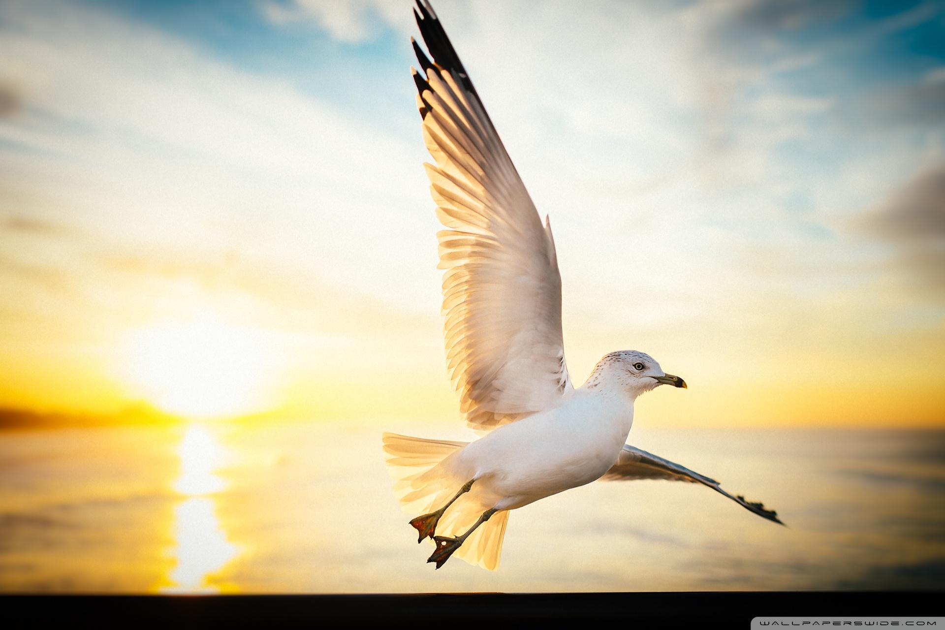 Soar, Seagull Bird, Sunrise ❤ 4K HD Desktop Wallpaper