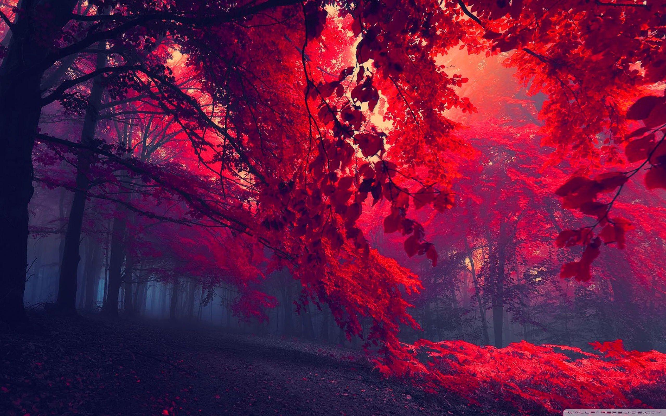 Forest Red Wallpapers Wallpaper Cave