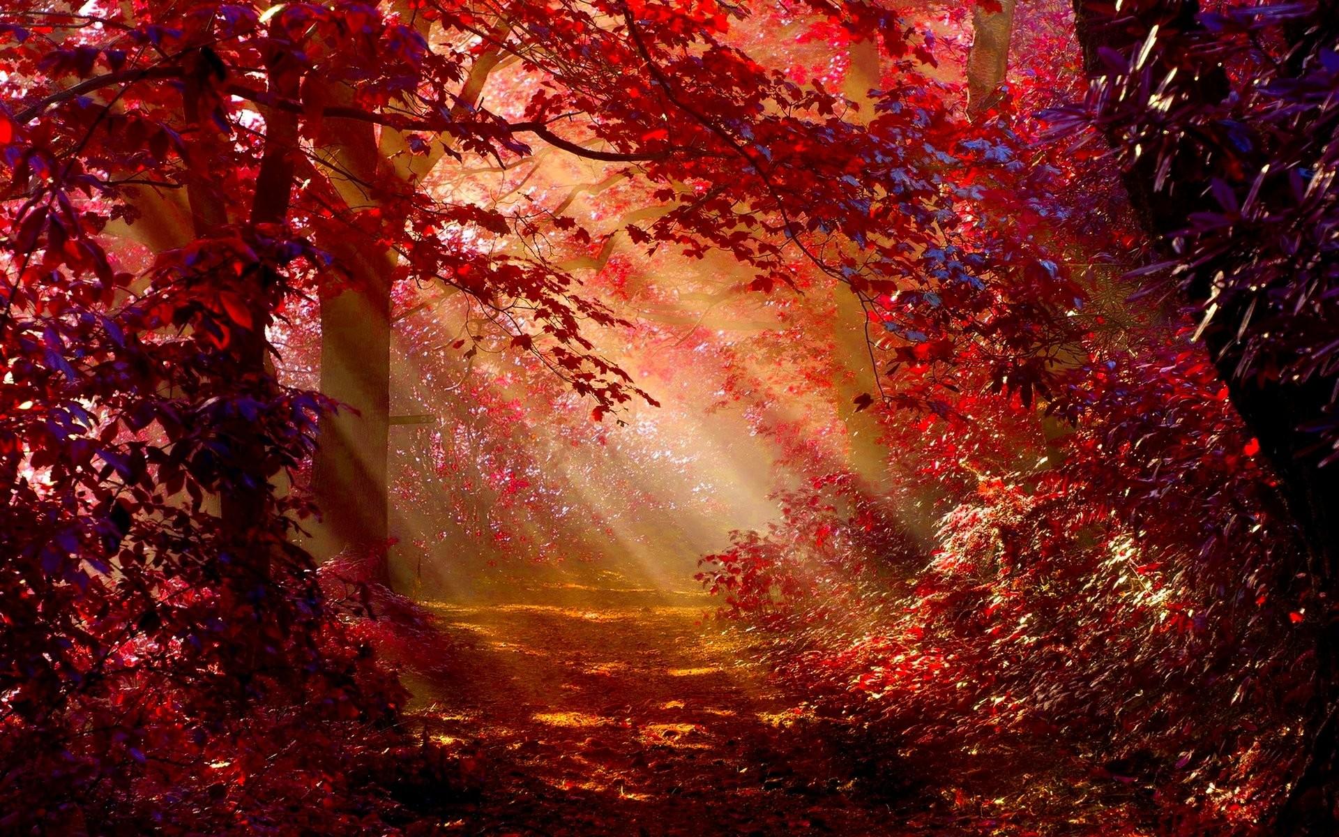 Download wallpaper 1920x1080 red forest tree stream nature full hd  hdtv fhd 1080p wallpaper 1920x1080 hd background 23340