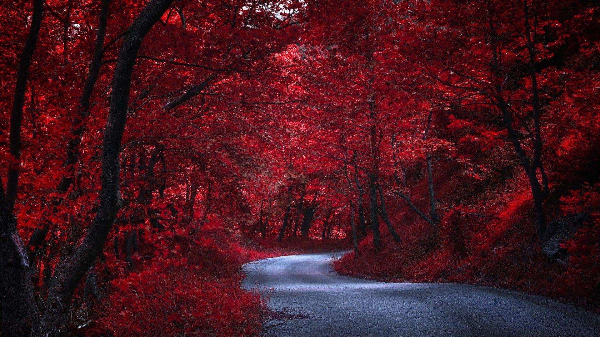 Red Fall Forest Wallpapers - Wallpaper Cave