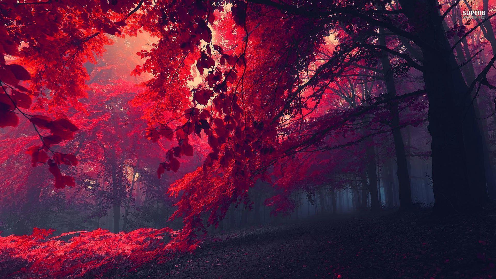 Crimson Forest. Red forest wallpaper 1920x1080. Everything