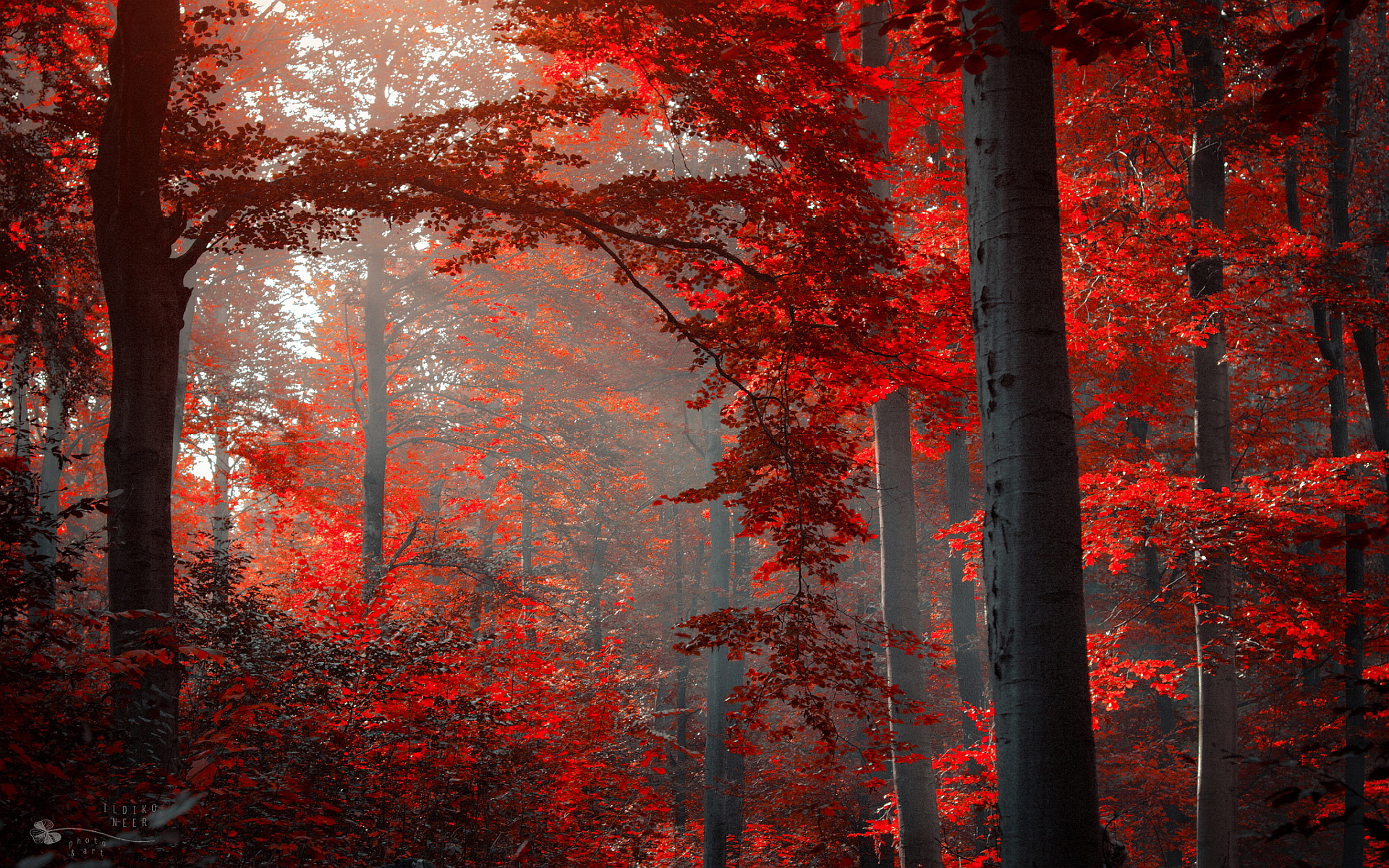 Red Autumn Forest HD Wallpaper. Background Image