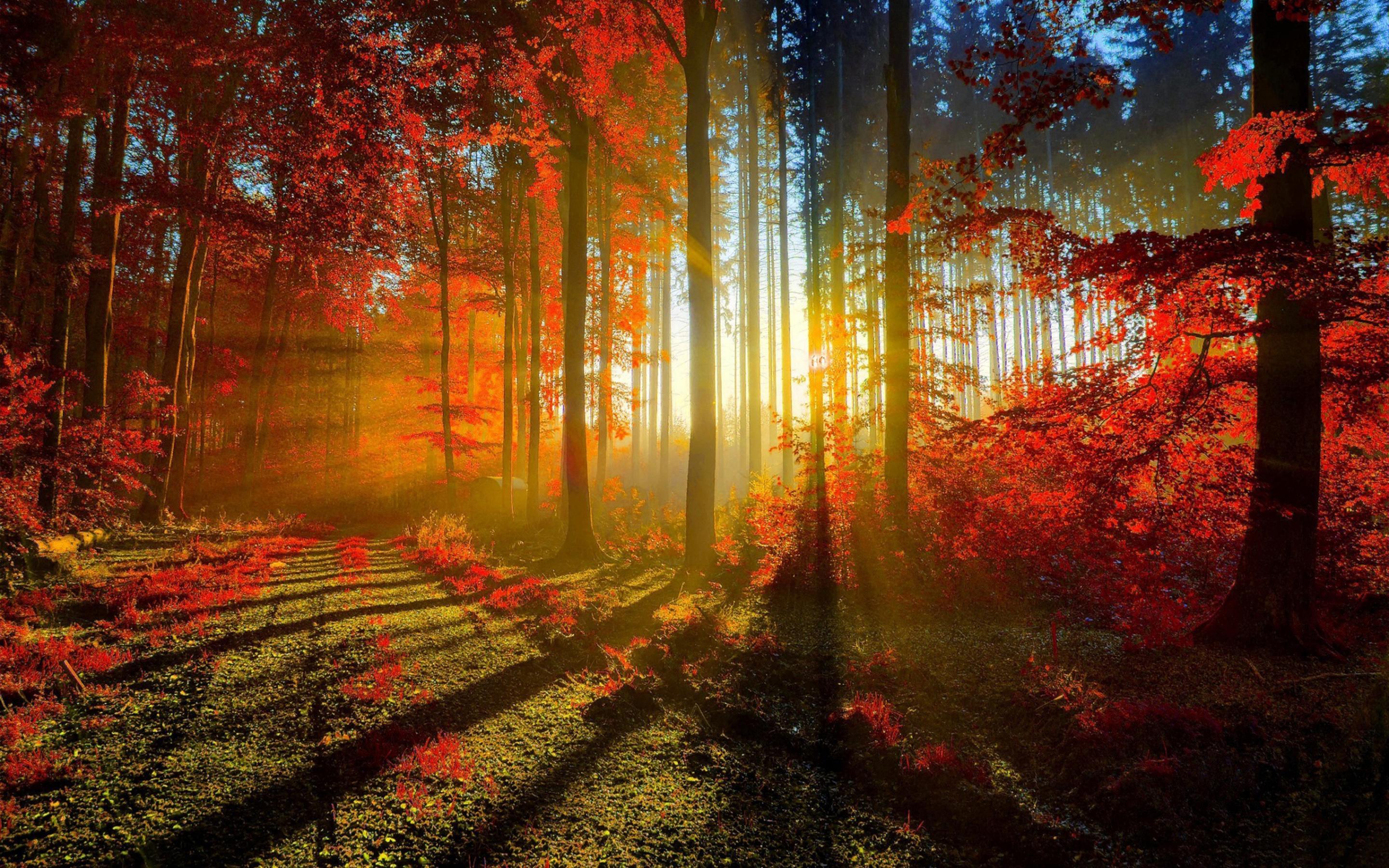 Autumn Red Forest Wallpaper