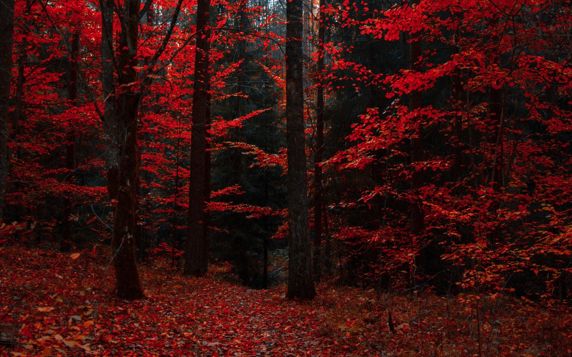 Download wallpaper 1920x1200 autumn, forest, trees, foliage