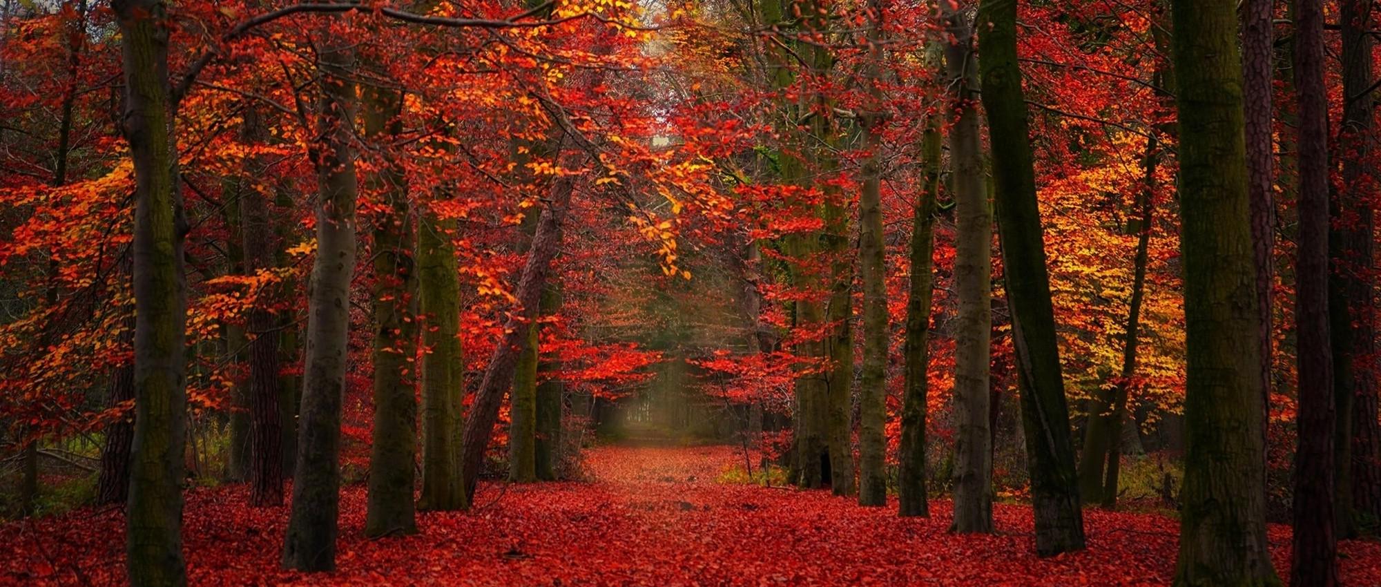 nature, Landscape, Fall, Red, Yellow, Leaves, Path, Trees