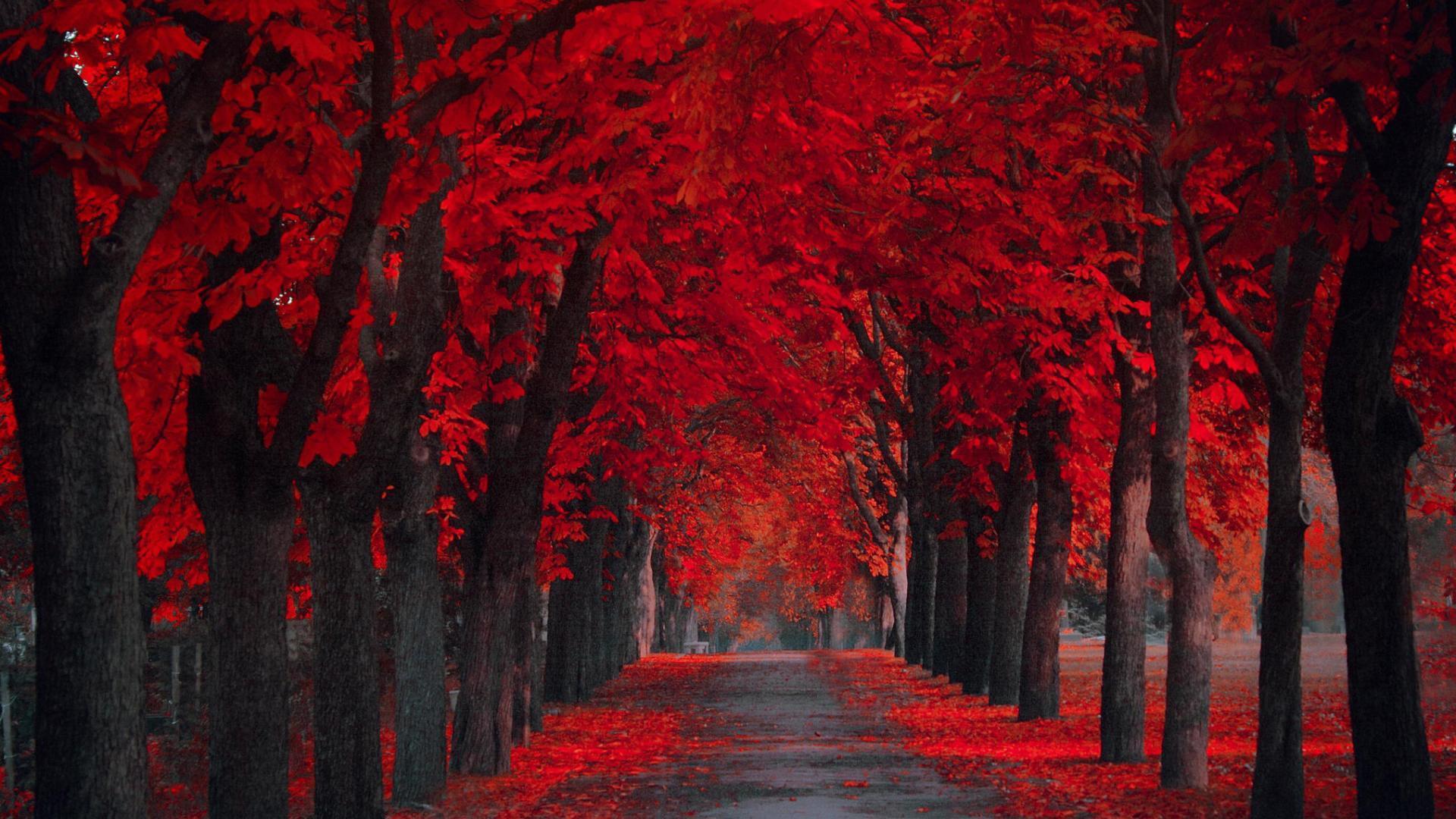 Nature. Red forest. Wallpaper for Android