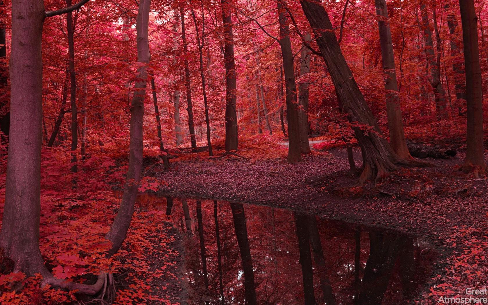 Red Forest Desktop Wallpaper 25828