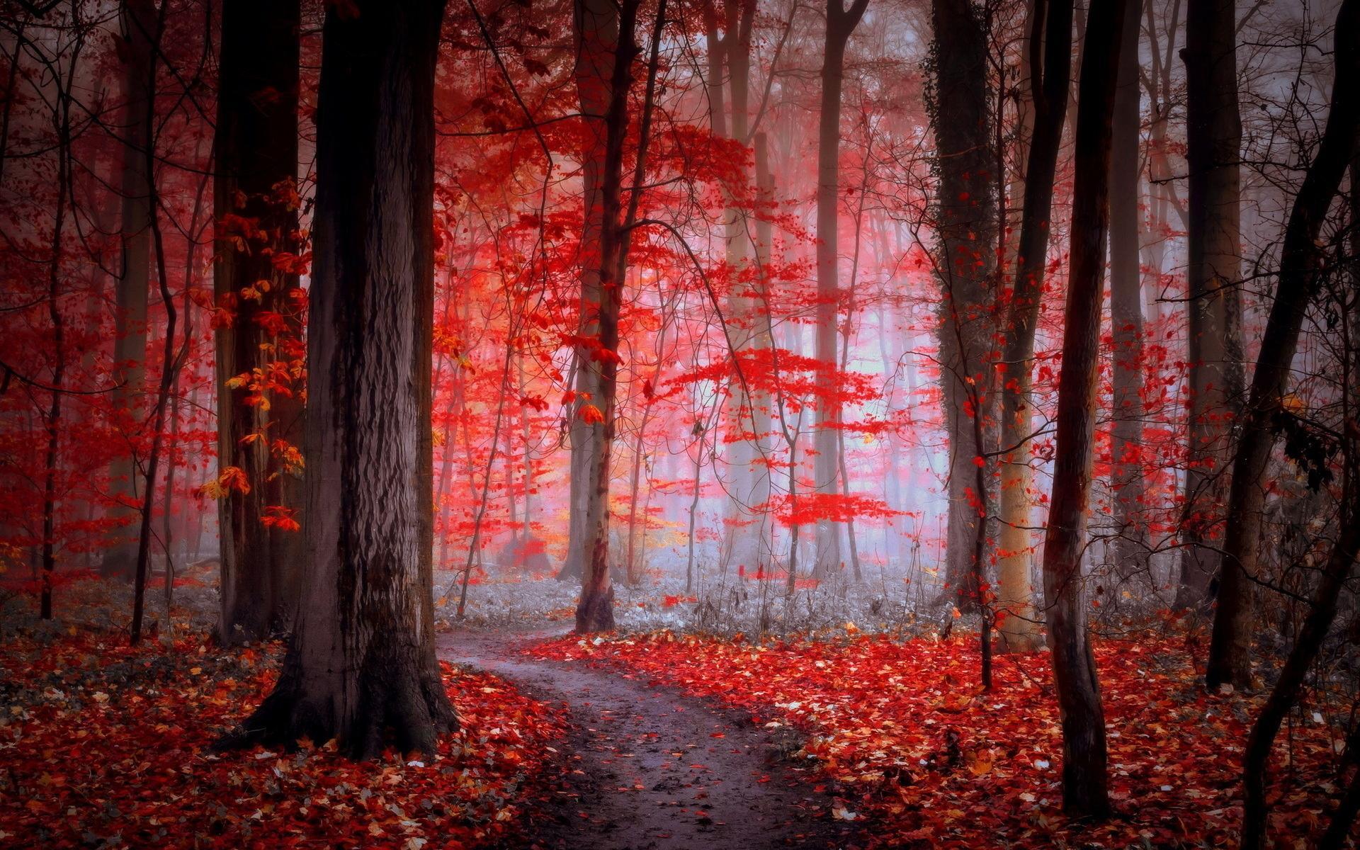 Path in the red forest HD desktop wallpaper, Widescreen, High
