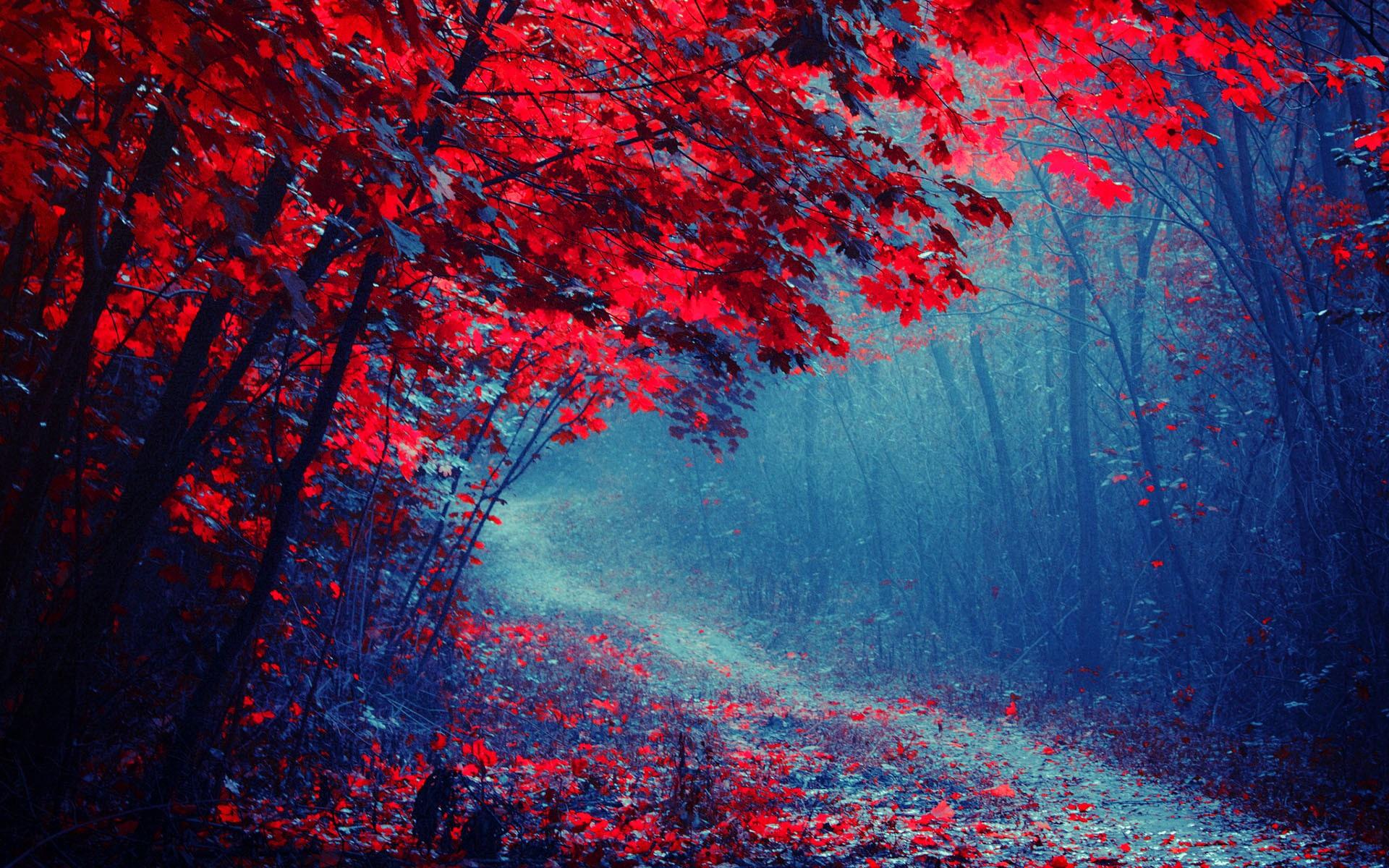 Wallpaper Red leaves forest, road, trees, autumn, mist