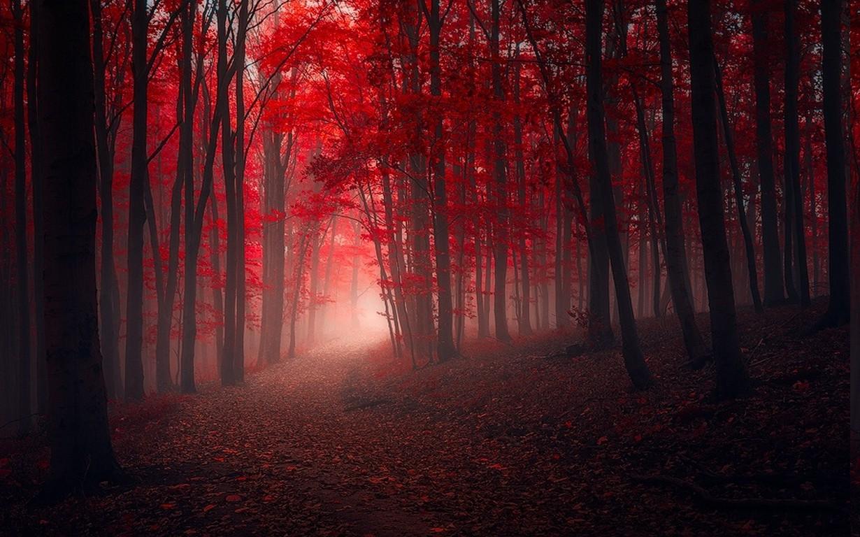nature, Landscape, Trees, Fall, Red, Path, Leaves, Mist