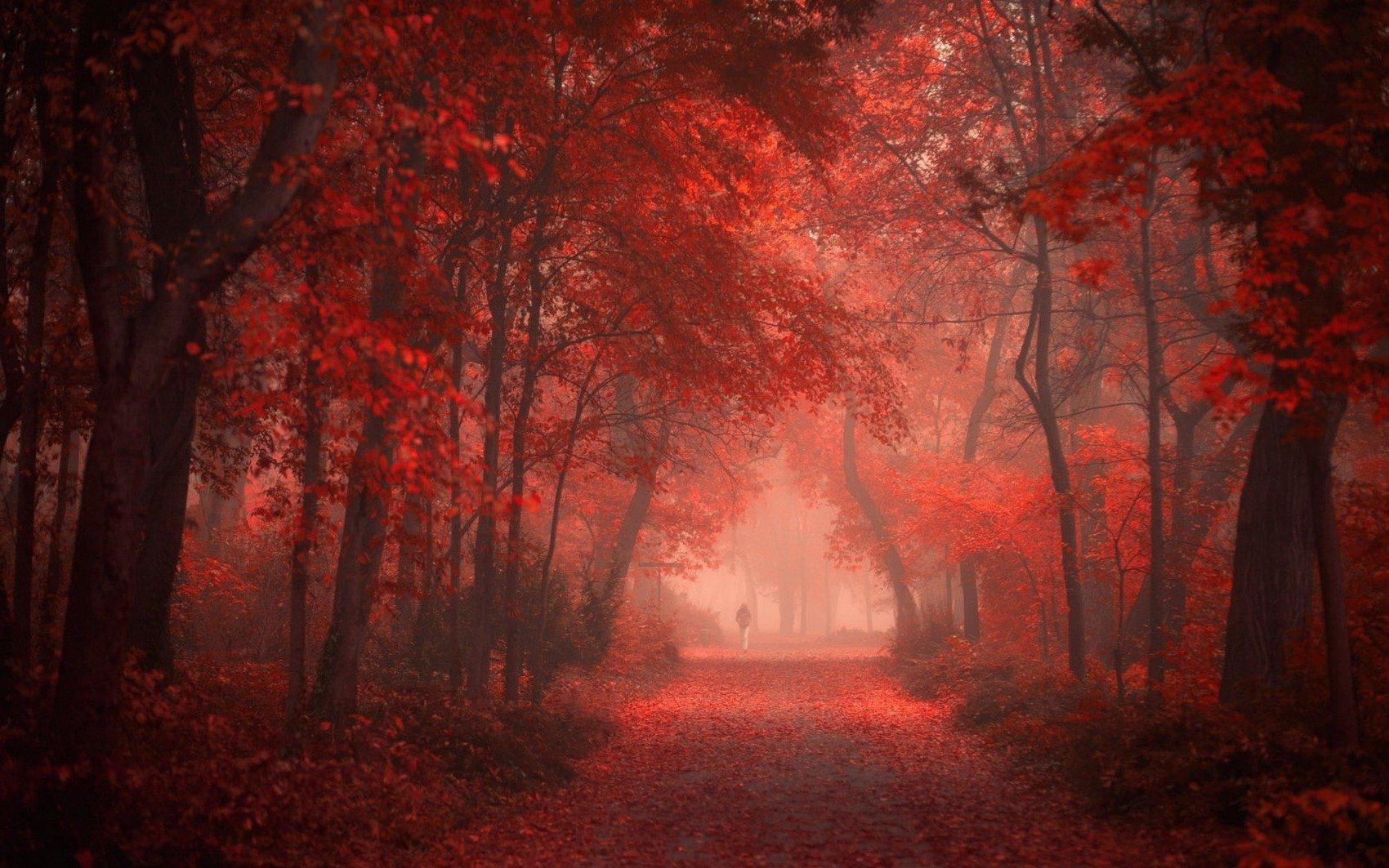 Red Autumn Forest Wallpaper and Background Imagex1063