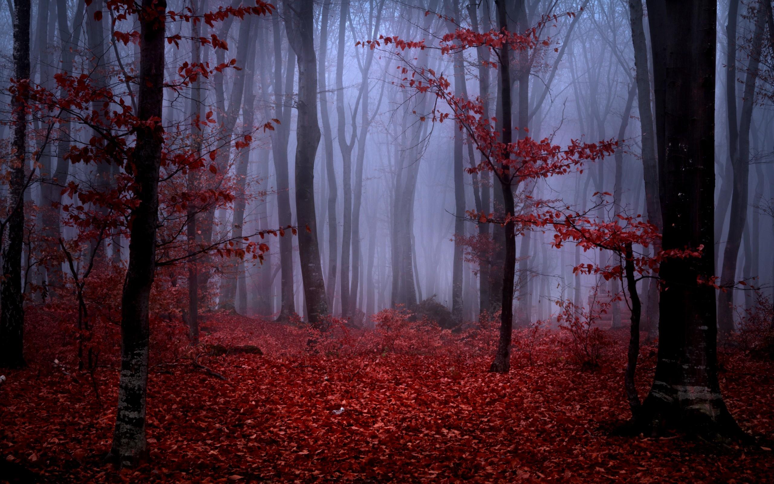 Forest fog autumn trees branches leaves maroon red nature wallpapers.