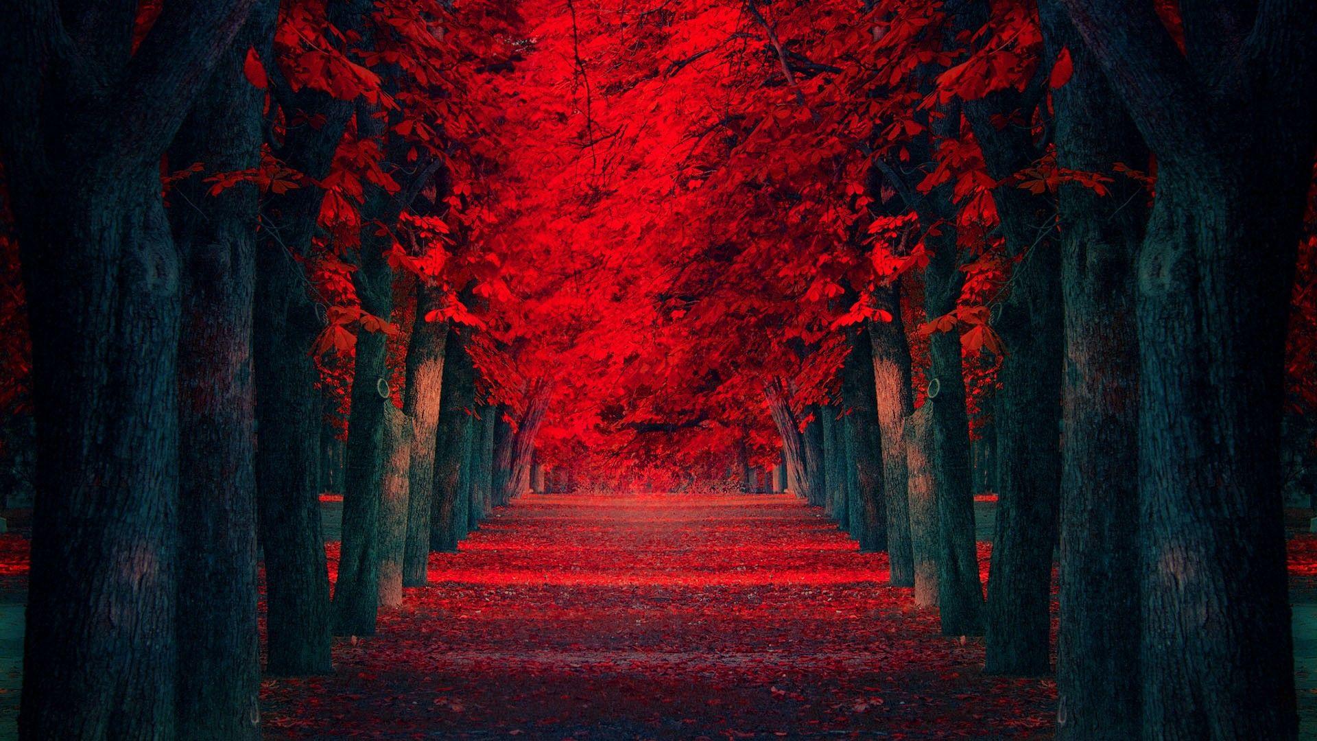Red Trees Pathway HD Wallpaper » FullHDWppFull HD Wallpaper 801 - Autumn Red Colored Forest Wallpaper