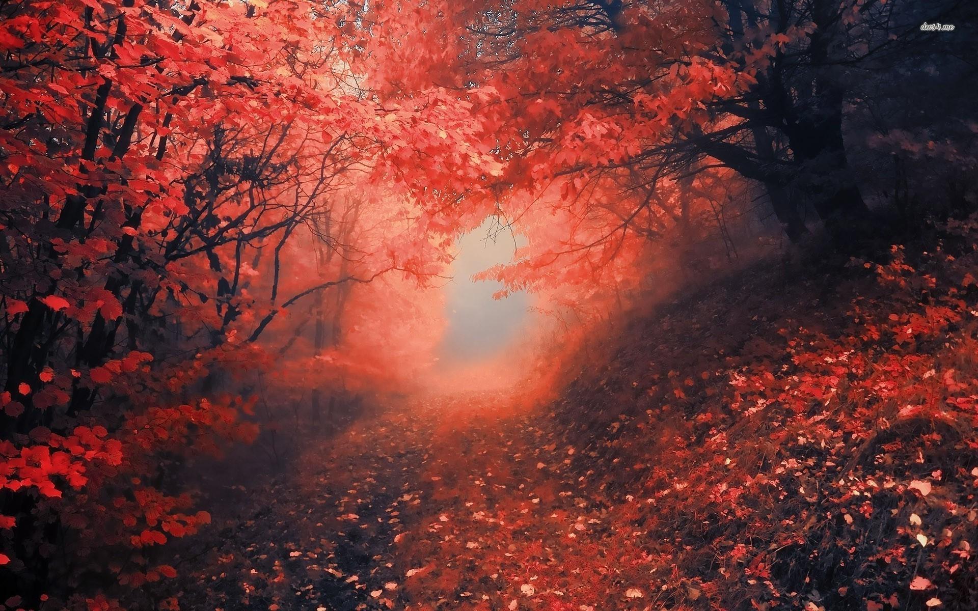 Red Forest Wallpapers 6807806