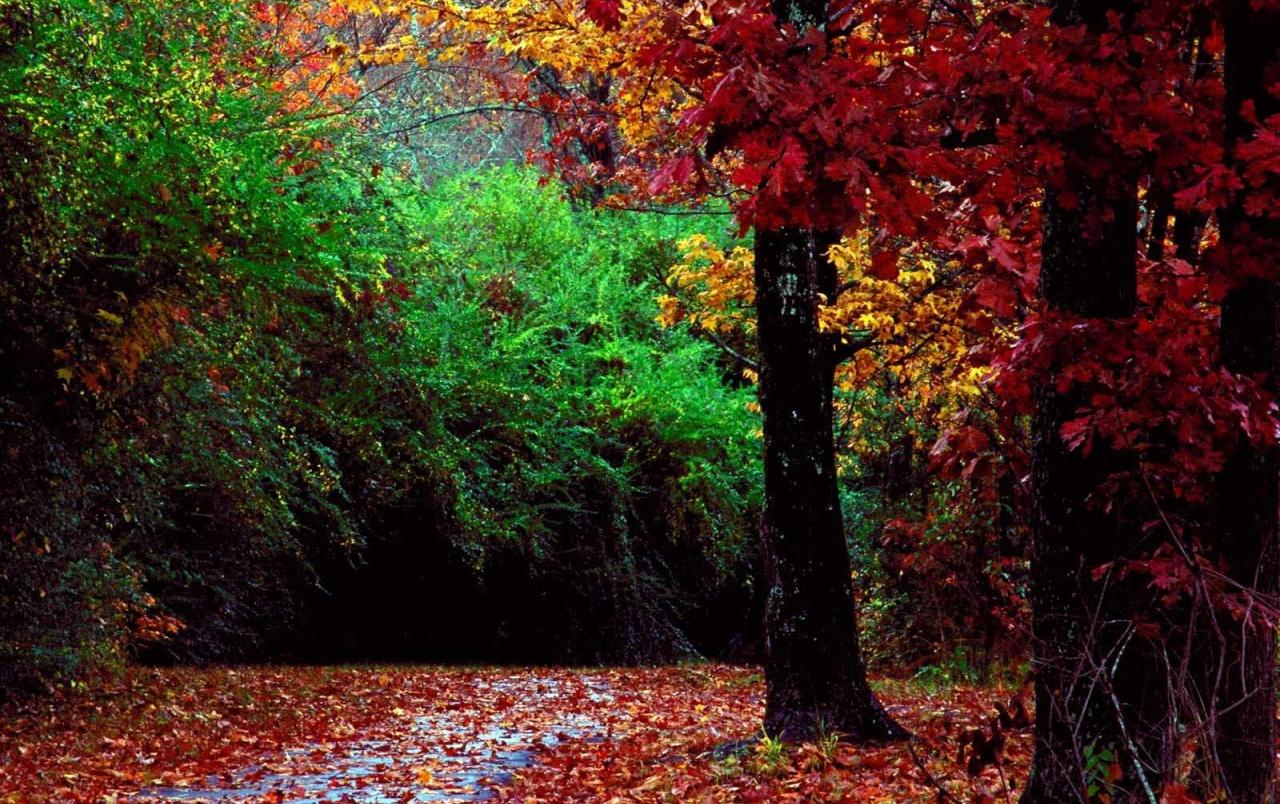 Autumn forest wallpaper. Autumn forest