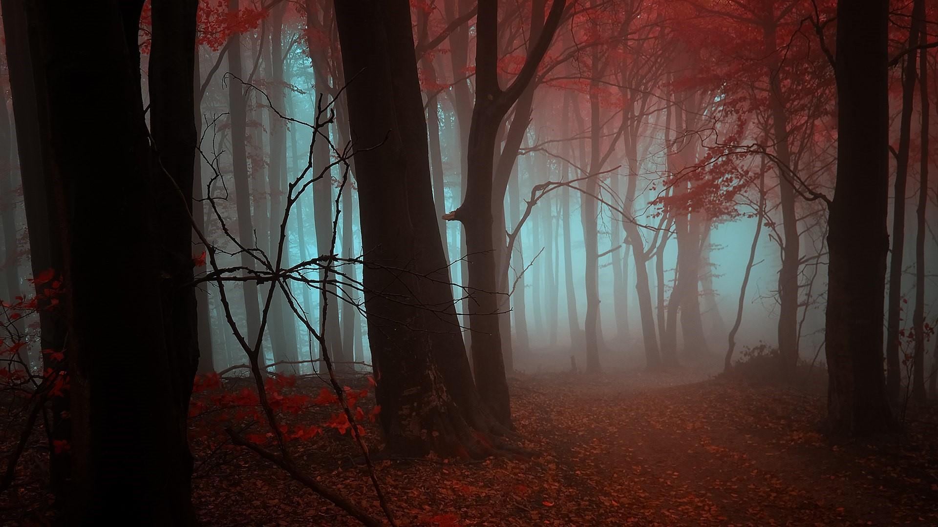 Autumn Forest In The Mist HD Wallpaper. Wallpaper Studio 10