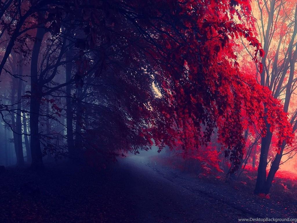 Foggy Red Autumn In The Forest Wallpaper Desktop Background