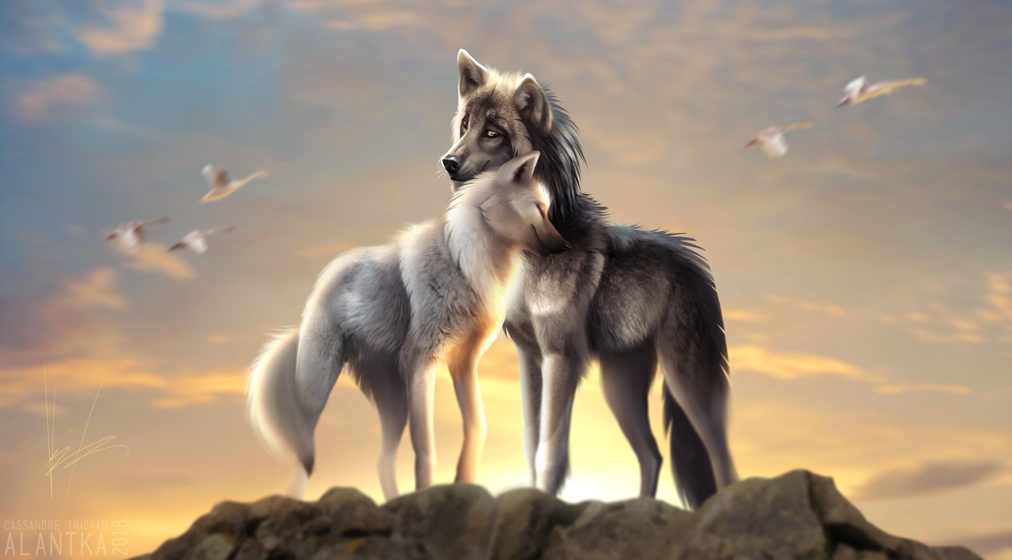 Wolves Love, HD Artist, 4k Wallpaper, Image, Background
