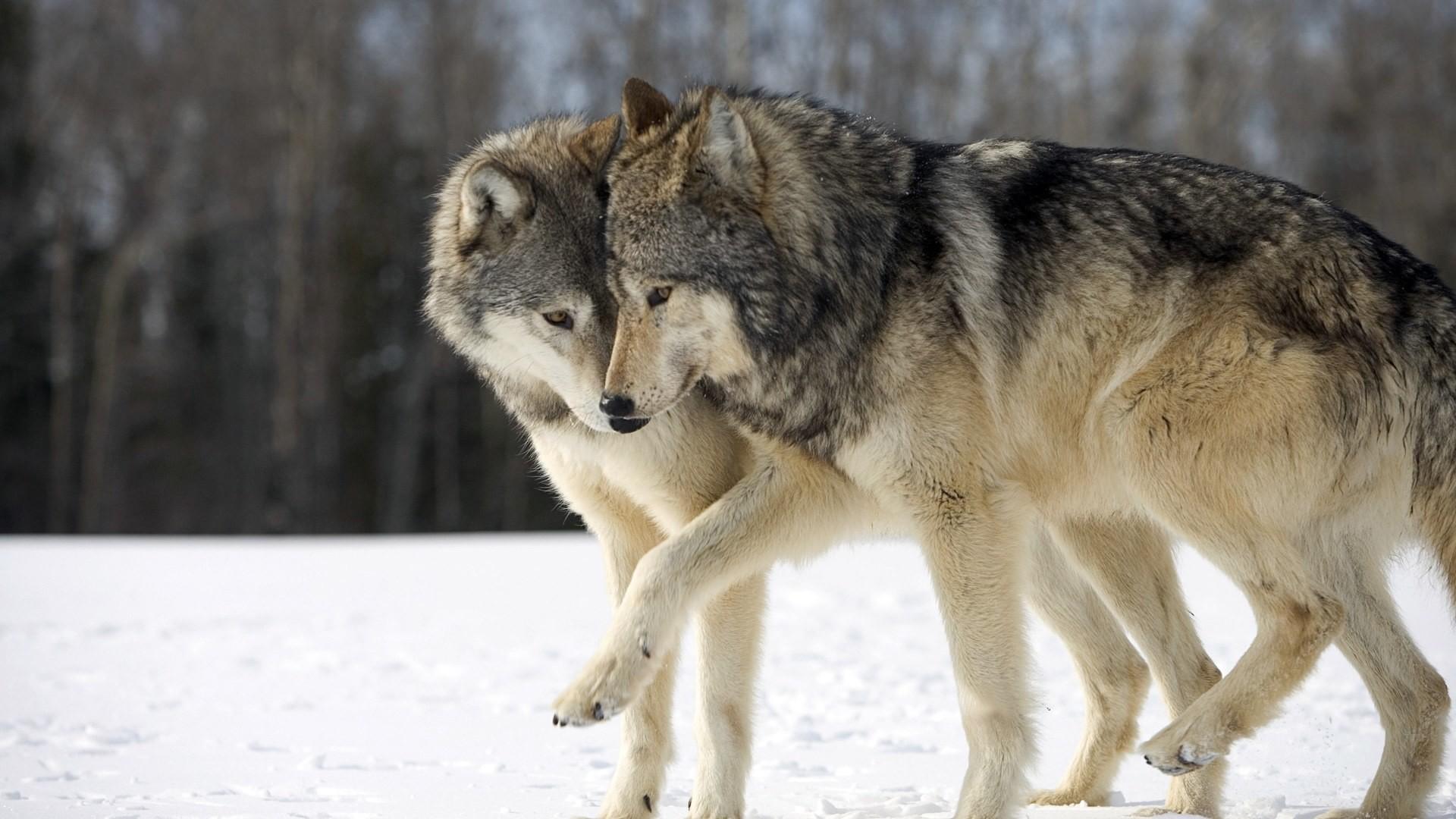 Wolves in Love Wallpaper